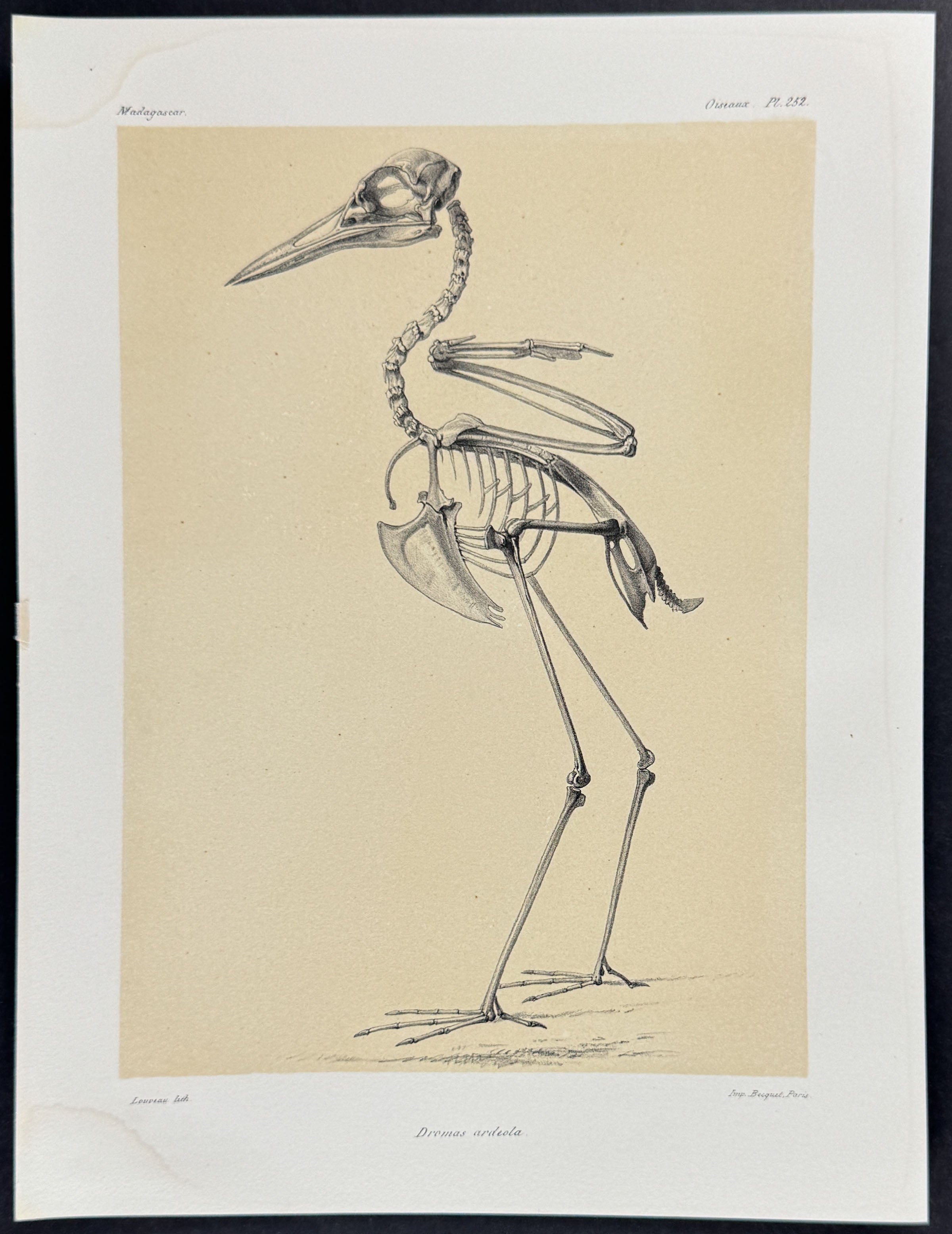 Crab-plover (Dromas ardeola) - Skeleton Only