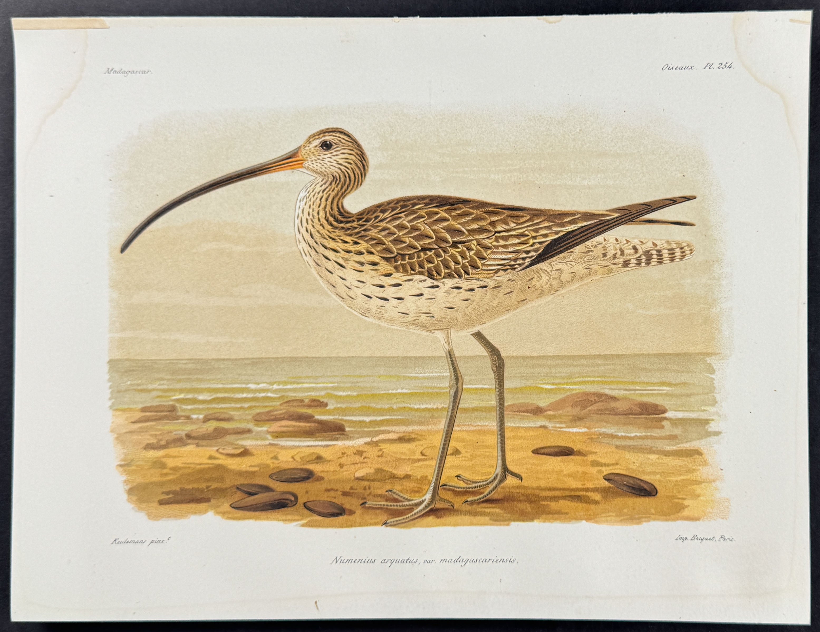 Eurasian curlew (Numenius arguatus)