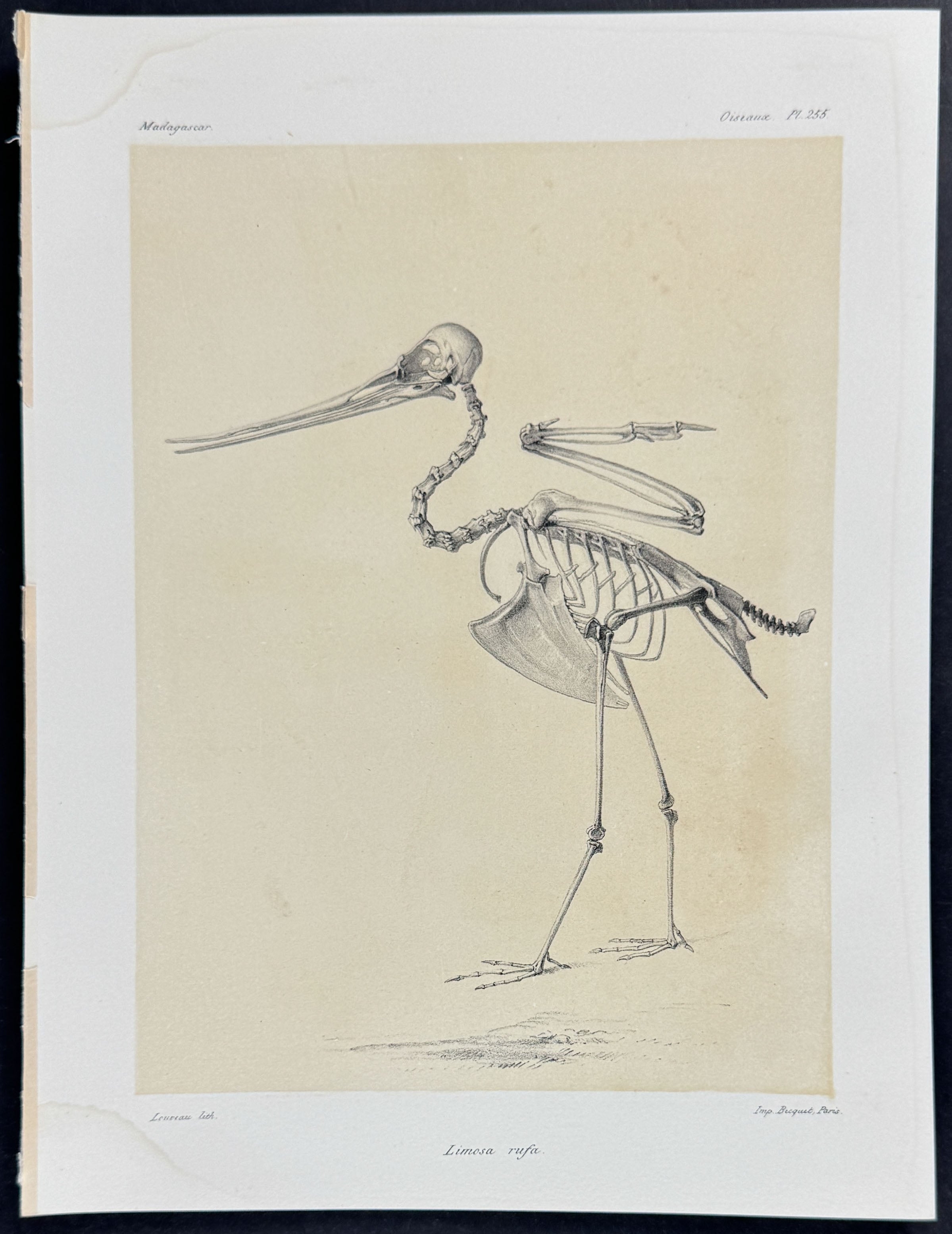 Hudsonian Godwit (Limosa rufa) - Skeleton Only