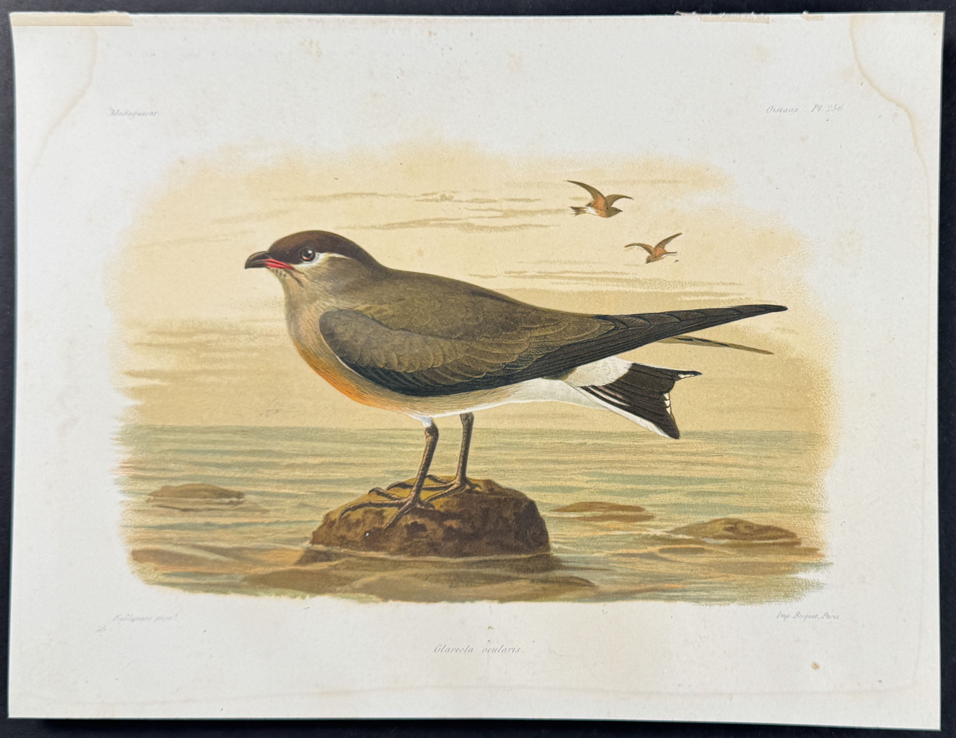 Madagascar pratincole (Glareola ocularis) - 2 Plates