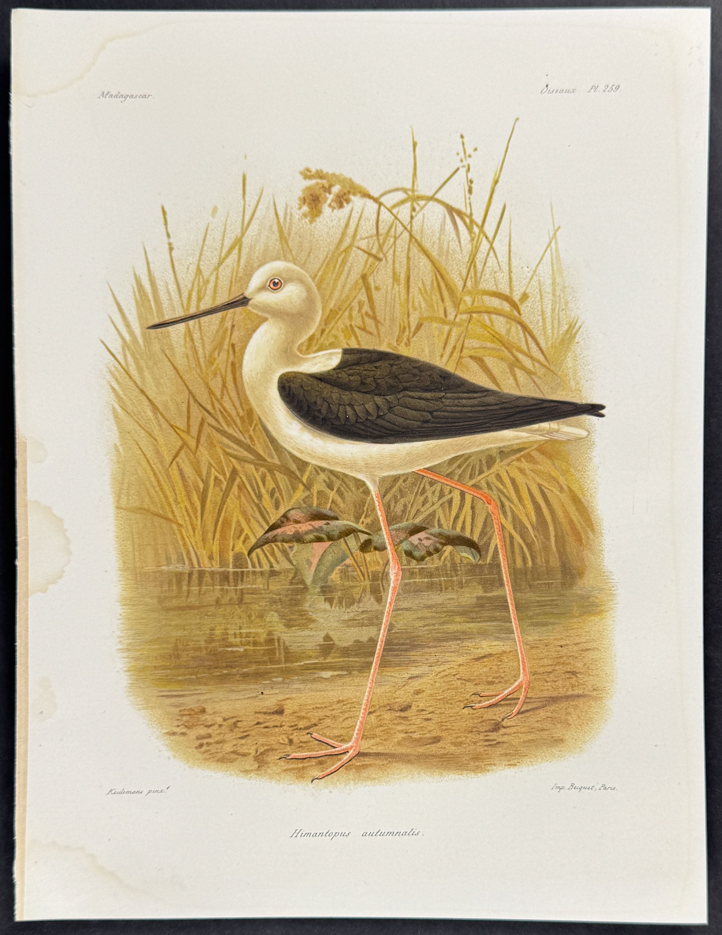 Black-winged stilt (Himantopus autumnalis)