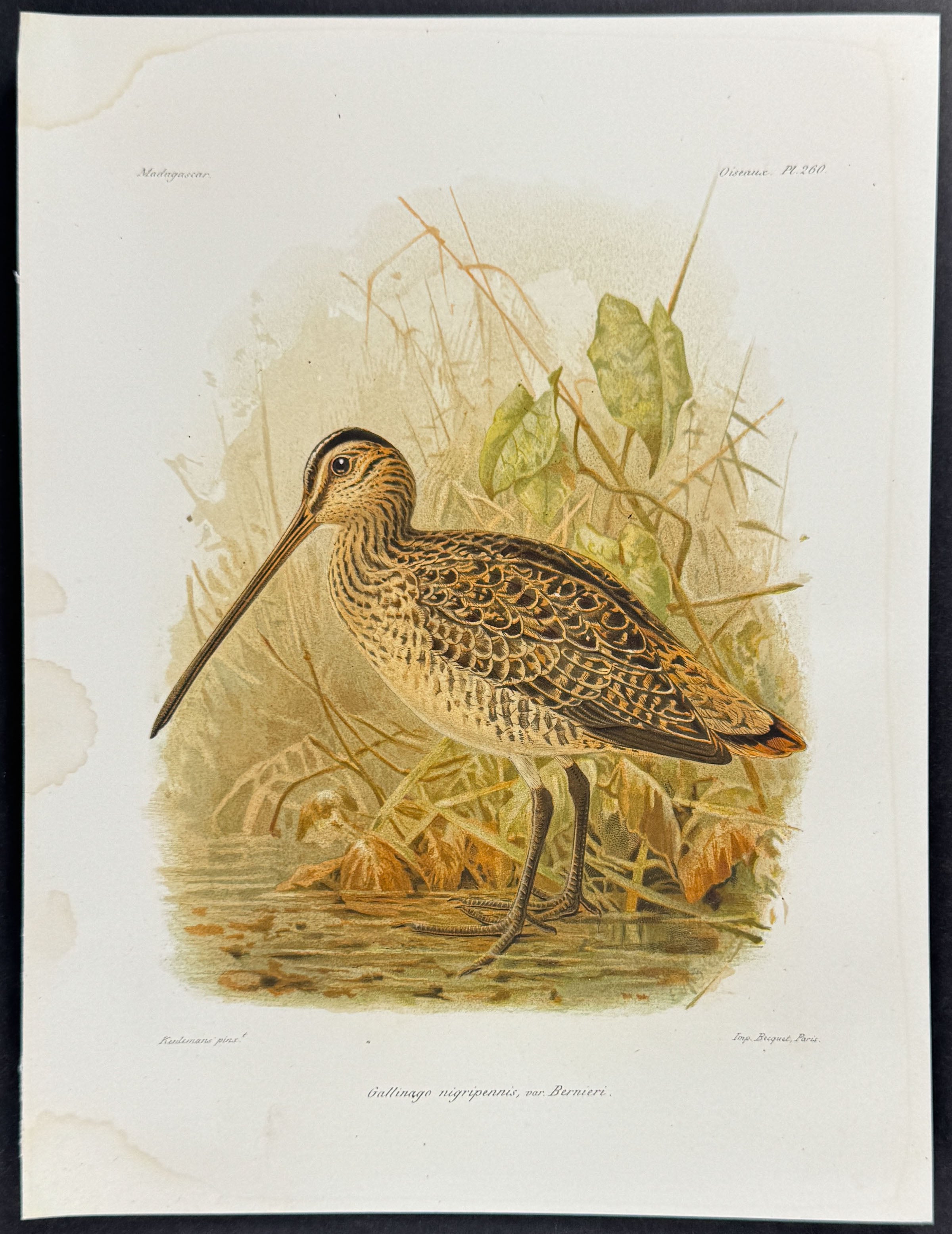 African snipe (Gallinago nigripennis)