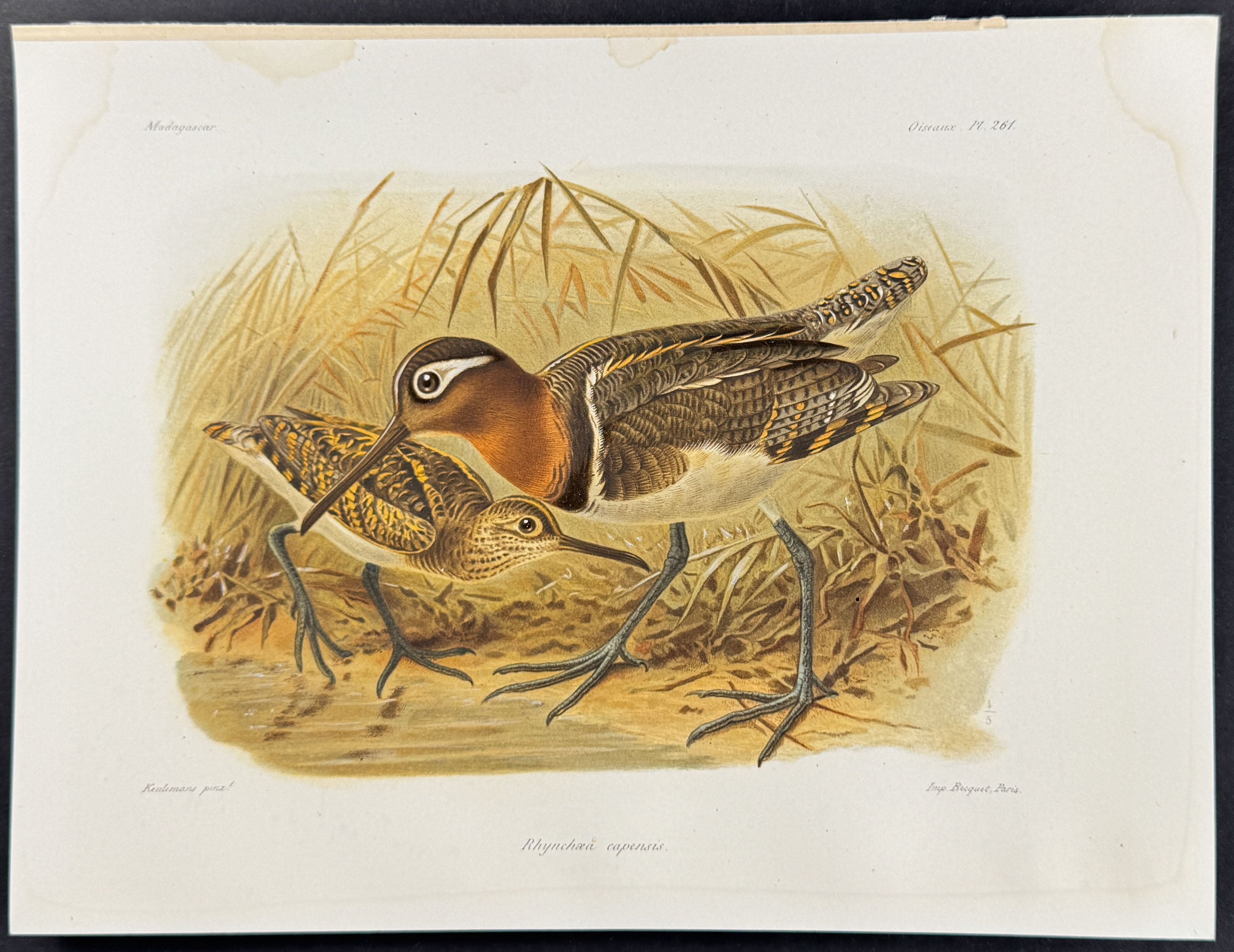 Greater Painted-snipe (Rhynchaa capensis)