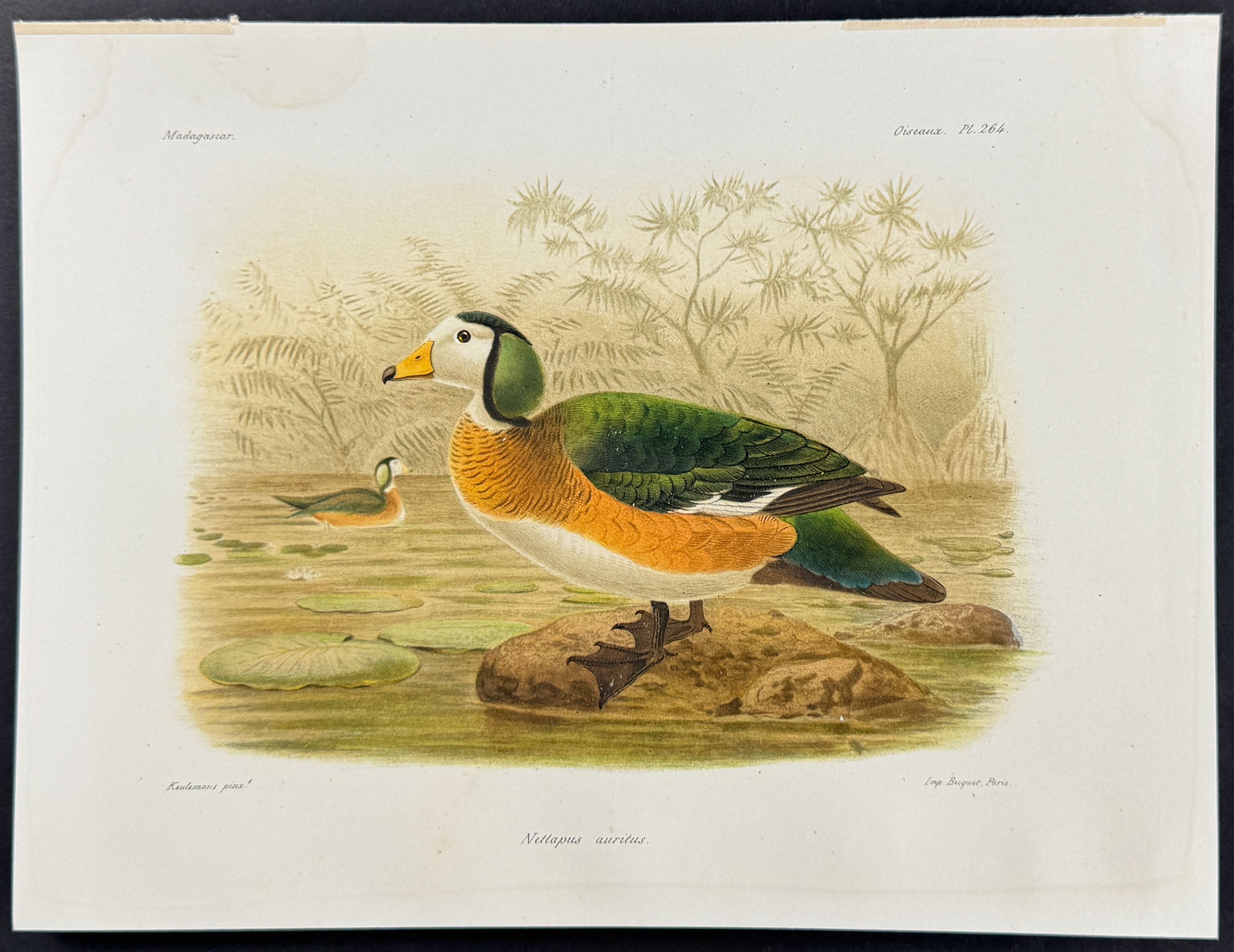 African pygmy goose (Nettapus auritus) - 2 Plates
