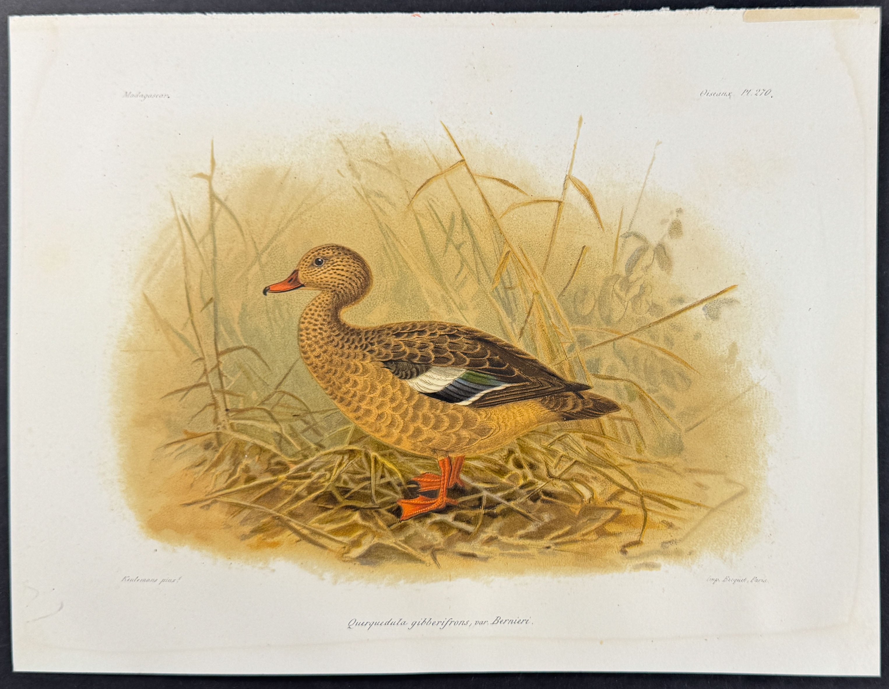 Grey teal (Querguedula gibberifrons) - 2 Plates