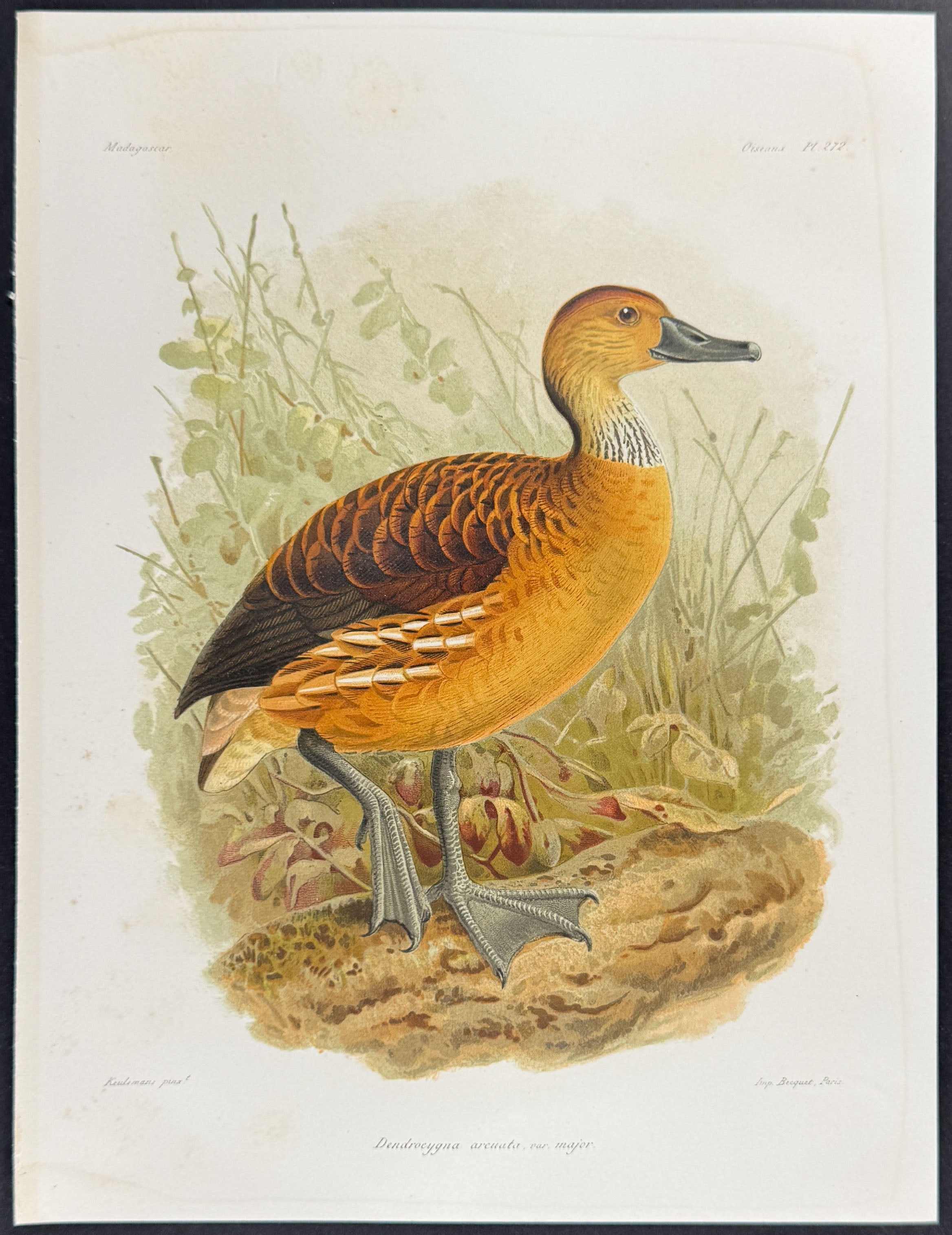 Wandering whistling duck (Dendrocygna arcuata) - 2 Plates