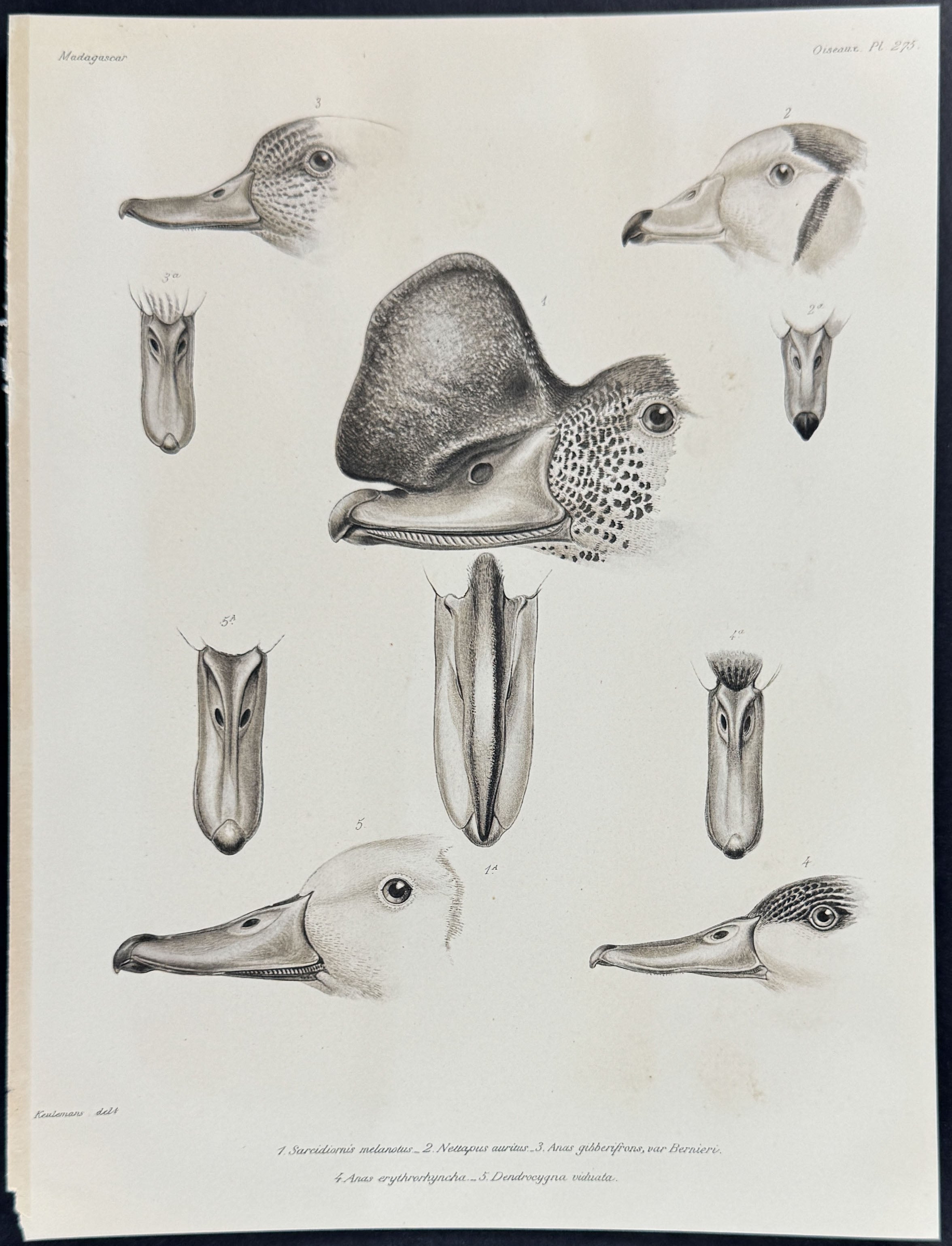 Duck Heads