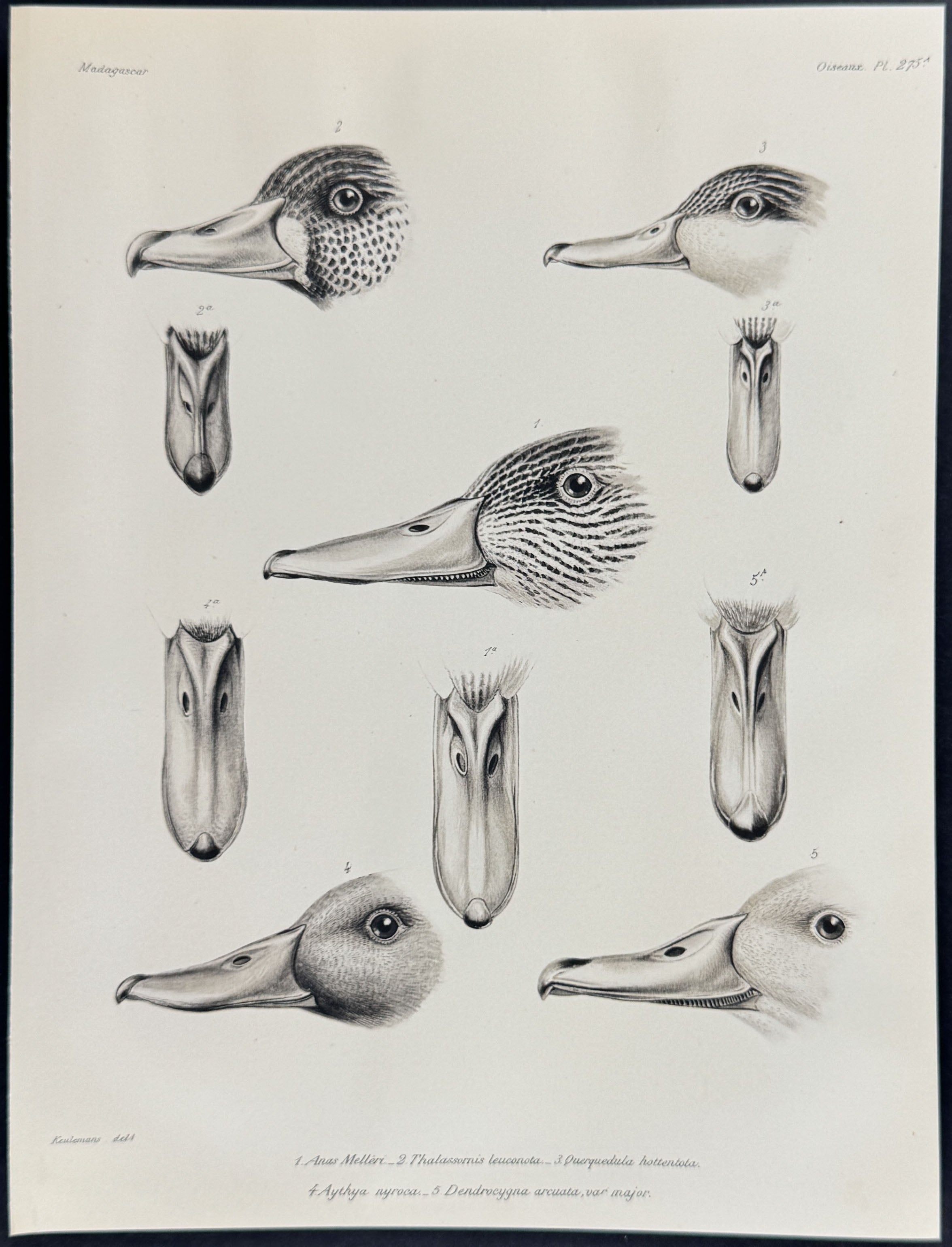 Duck Heads