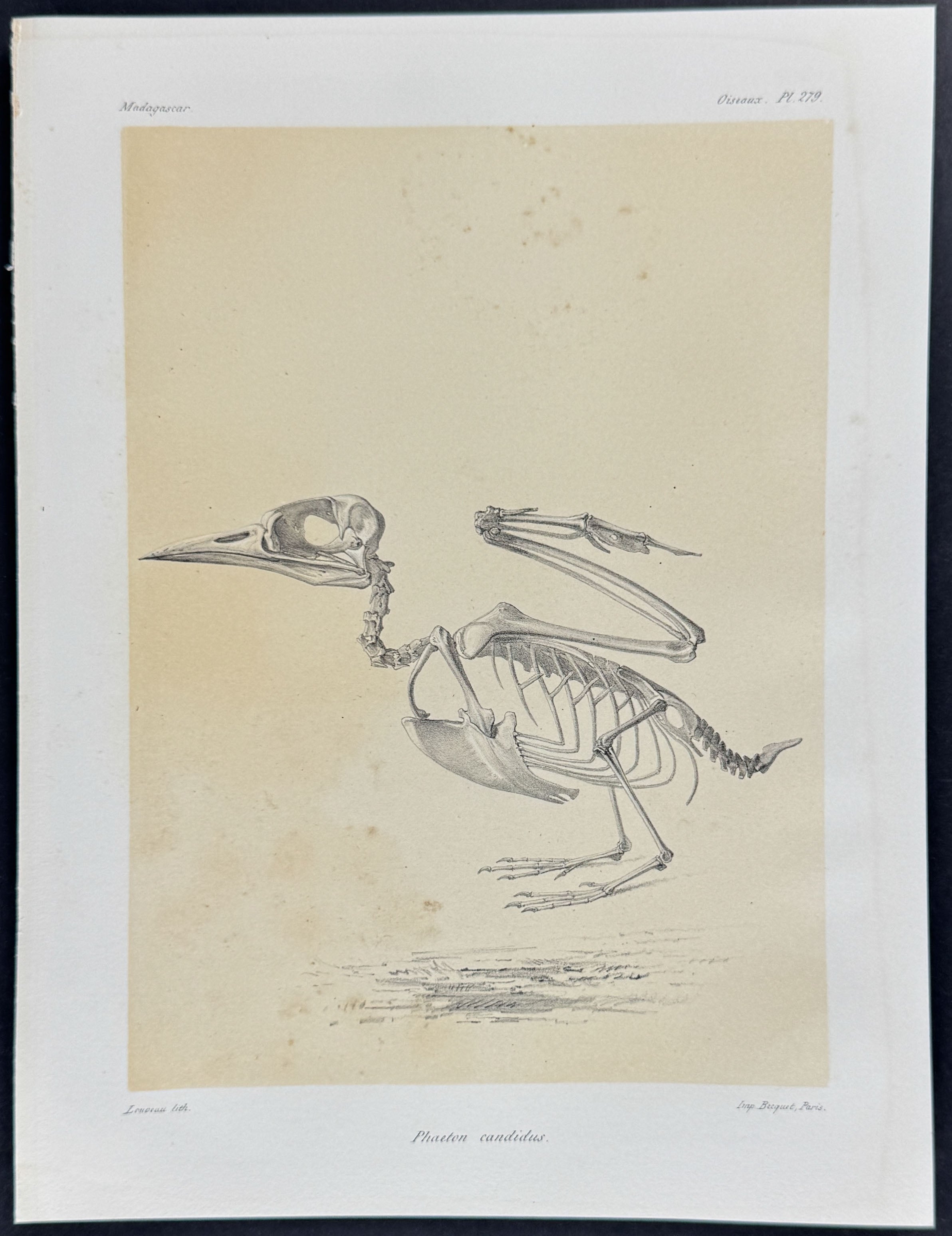 Tropicbird Skeleton (Phaeton candidus) - Skeleton Plate Only