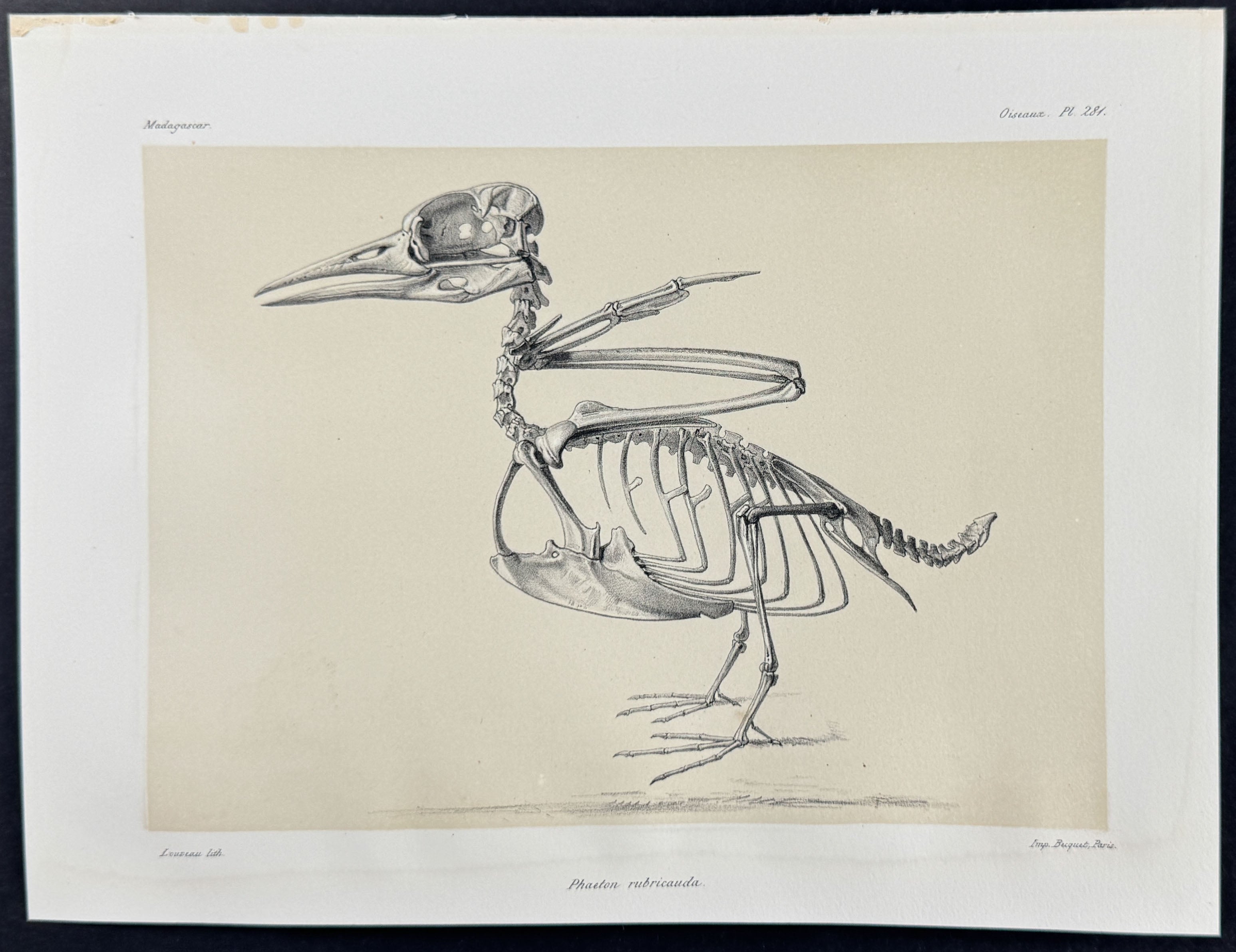 Red-tailed tropicbird Skeleton (Phaeton rubricauda) - Skeleton Plate Only