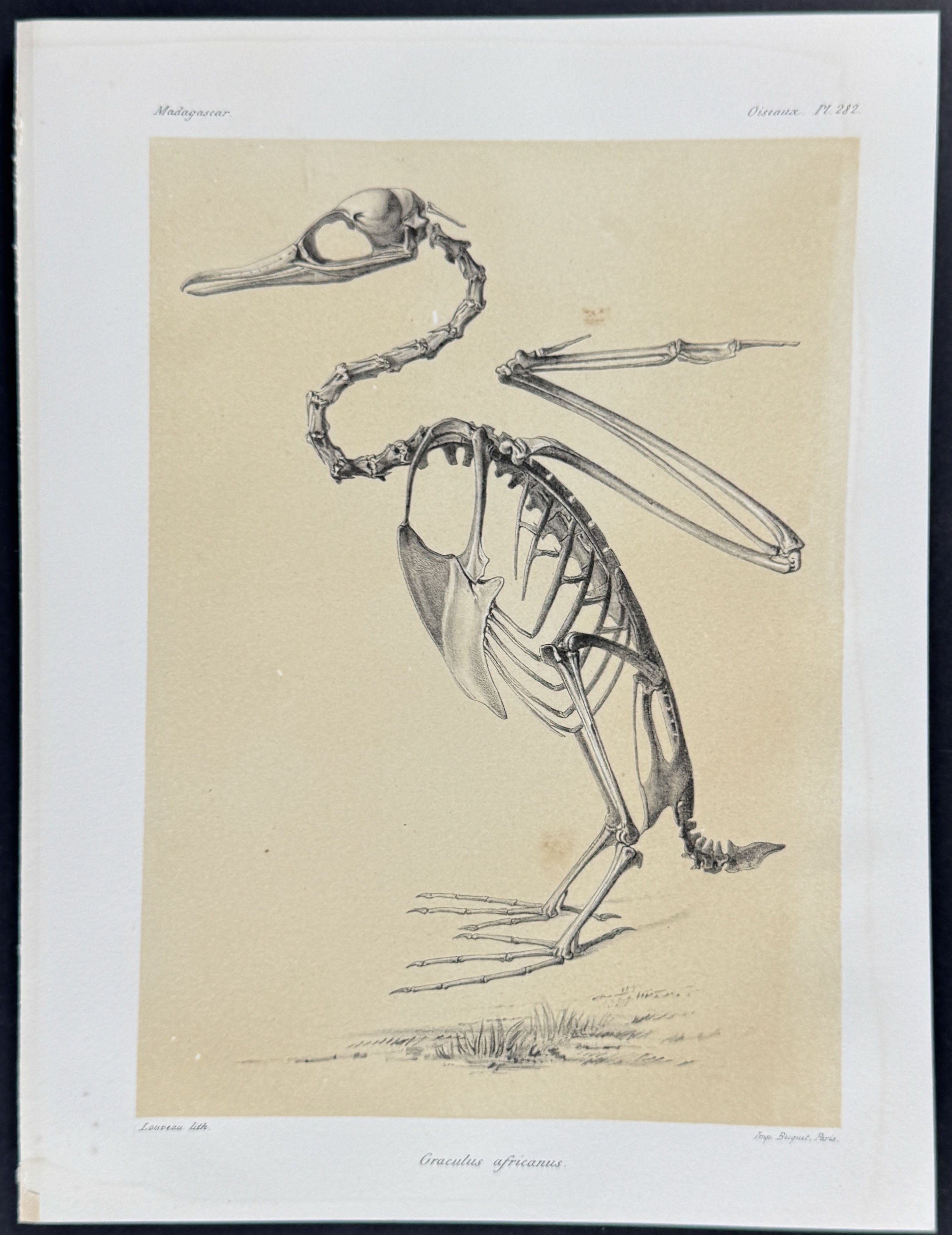 Afrocarpus gracilior Skeleton (Graculus africanus) - Skeleton Plate Only