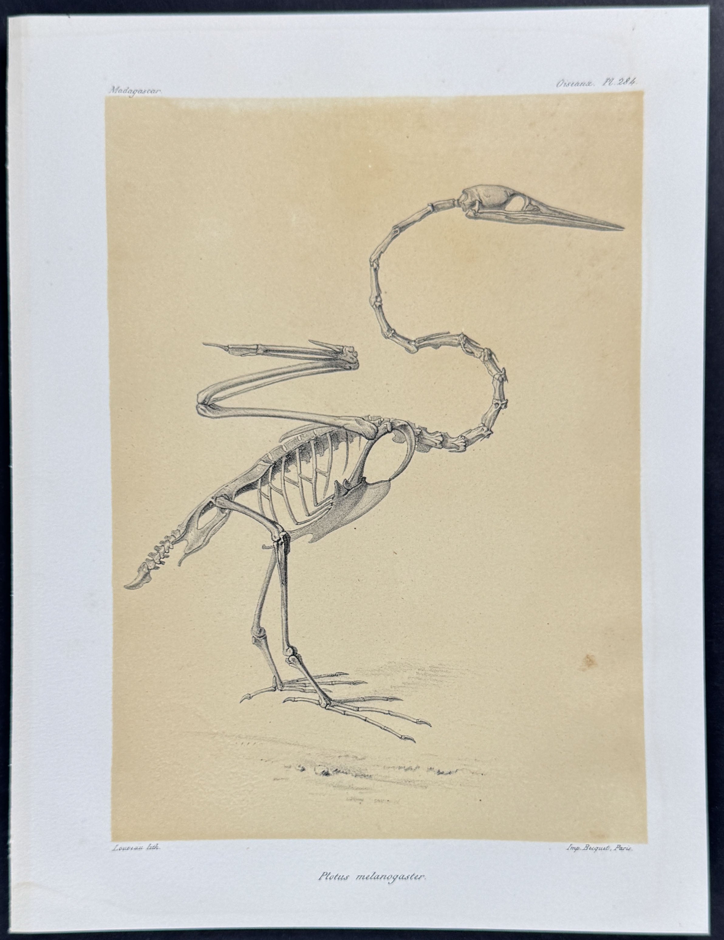 Oriental darter (Plotus melanogaster) - Skeleton Plate Only