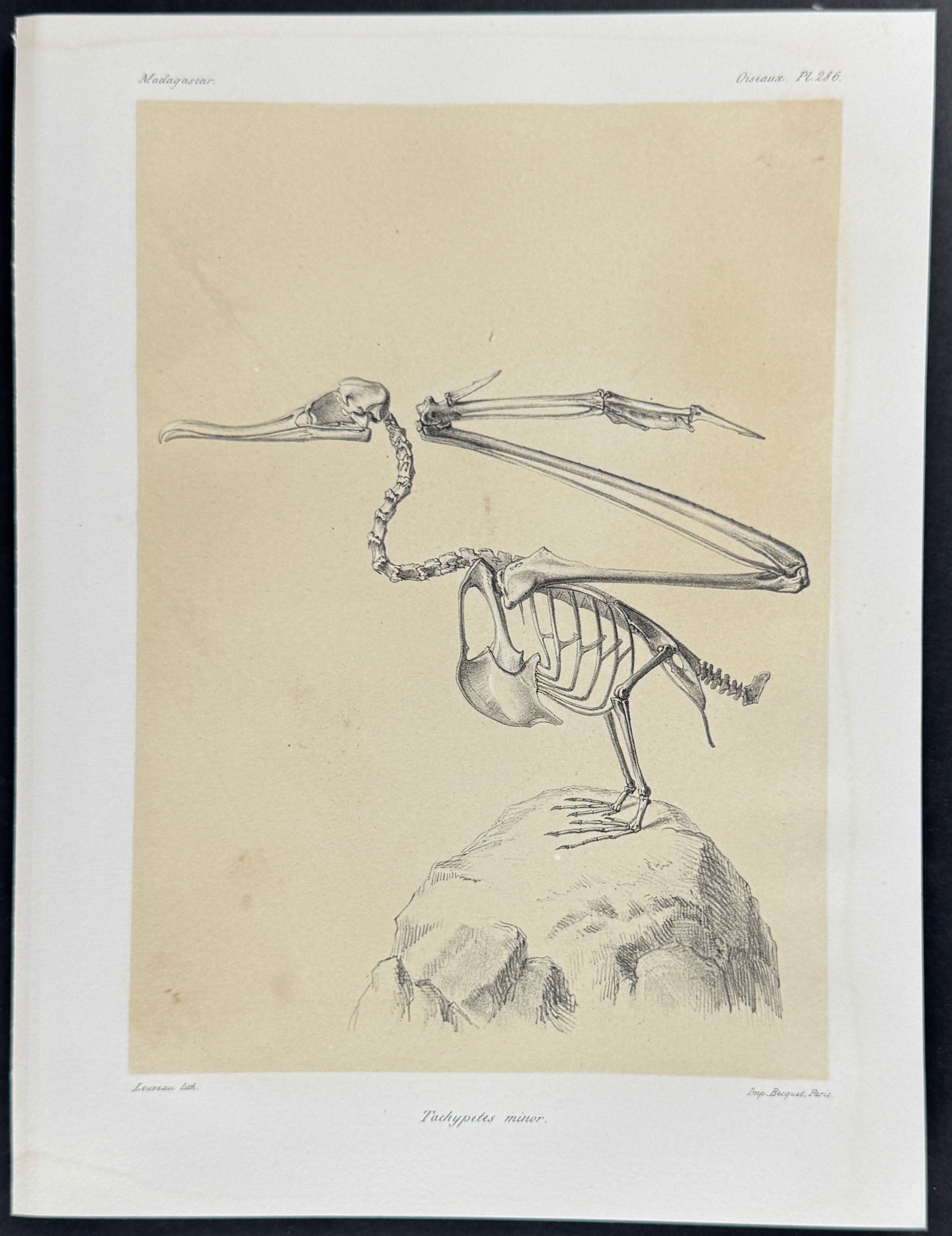 Great frigatebird (Tachypetes minor) - Skeleton Plate Only