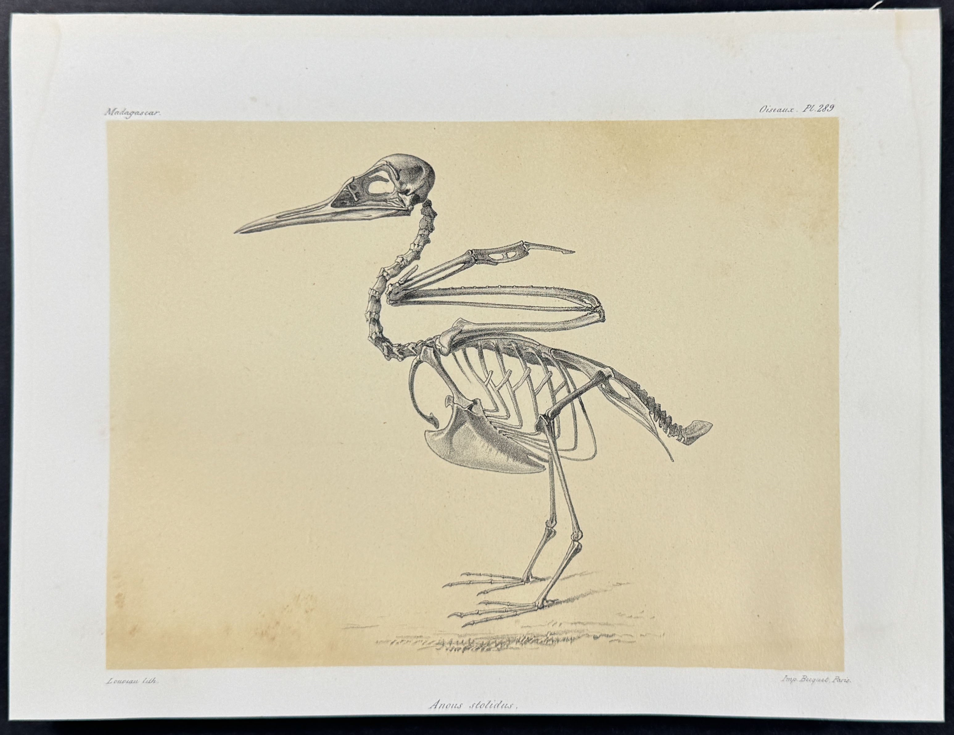 Brown noddy (Anous stolidus) - Skeleton Plate Only