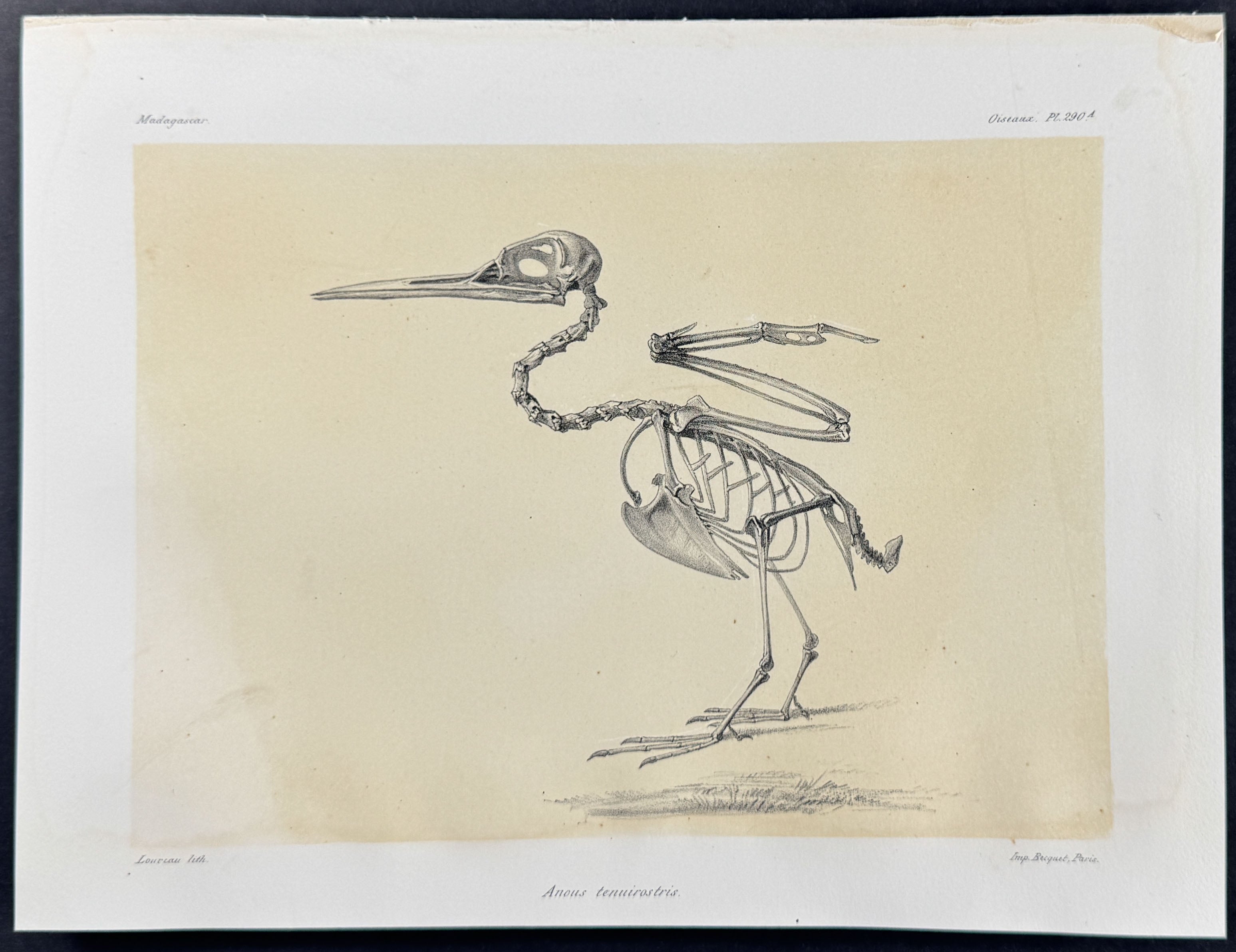 Lesser noddy (Anous tenuirostris) - Skeleton Plate Only