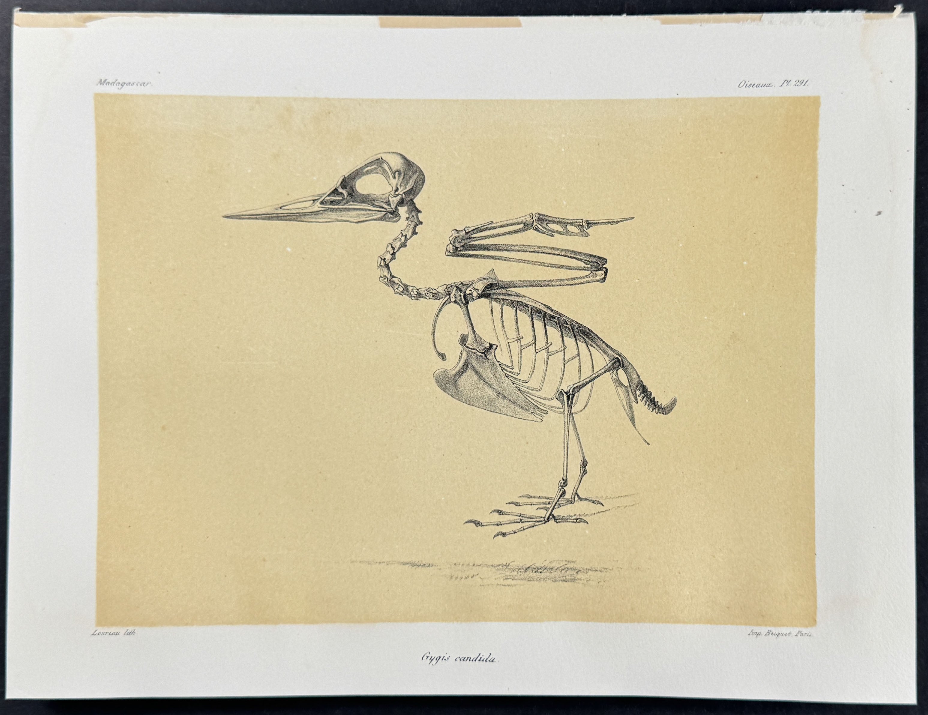 Little white tern (Gygis candida) - Skeleton Plate Only