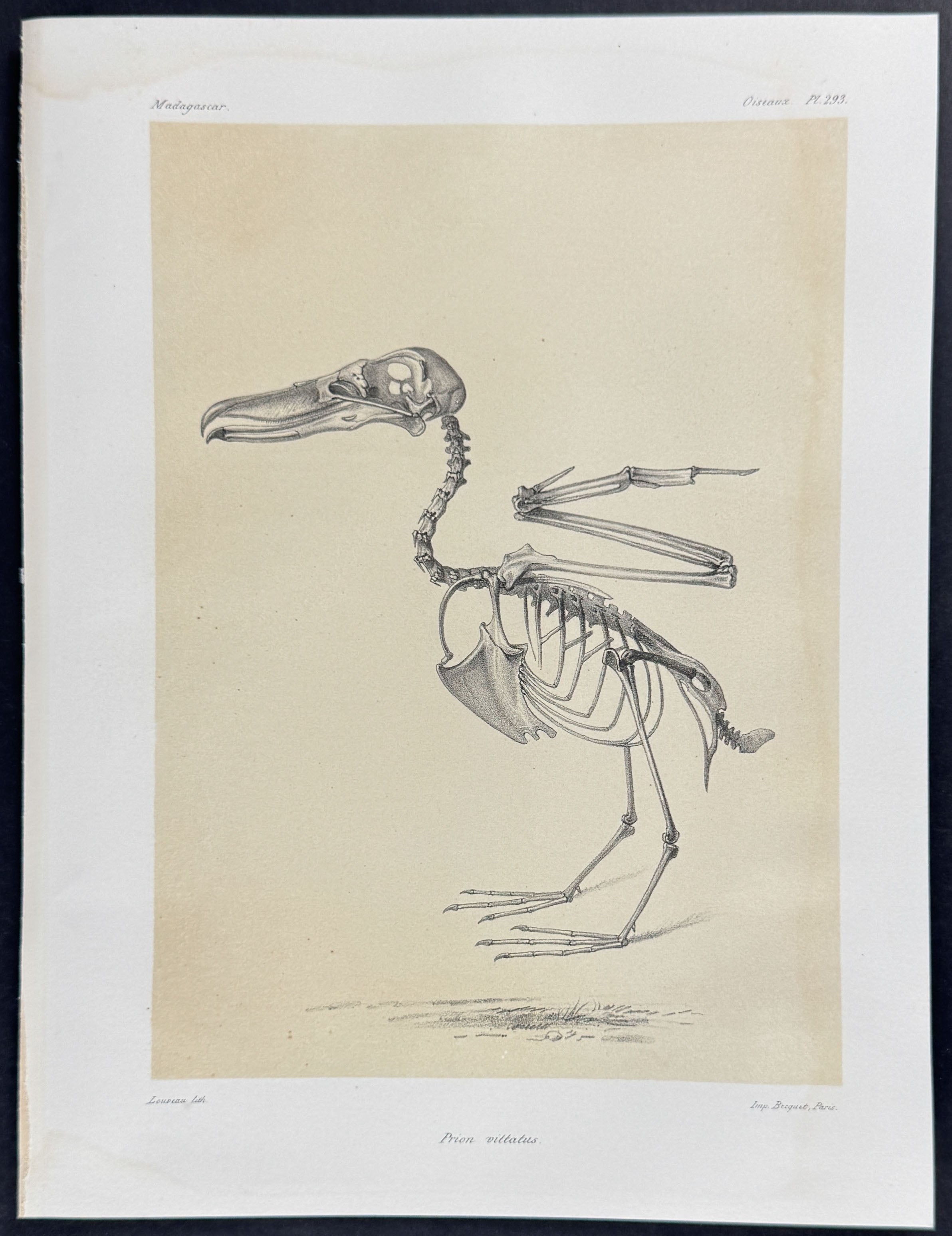 Broad-billed prion (Prion viltatus) - Skeleton Plate Only