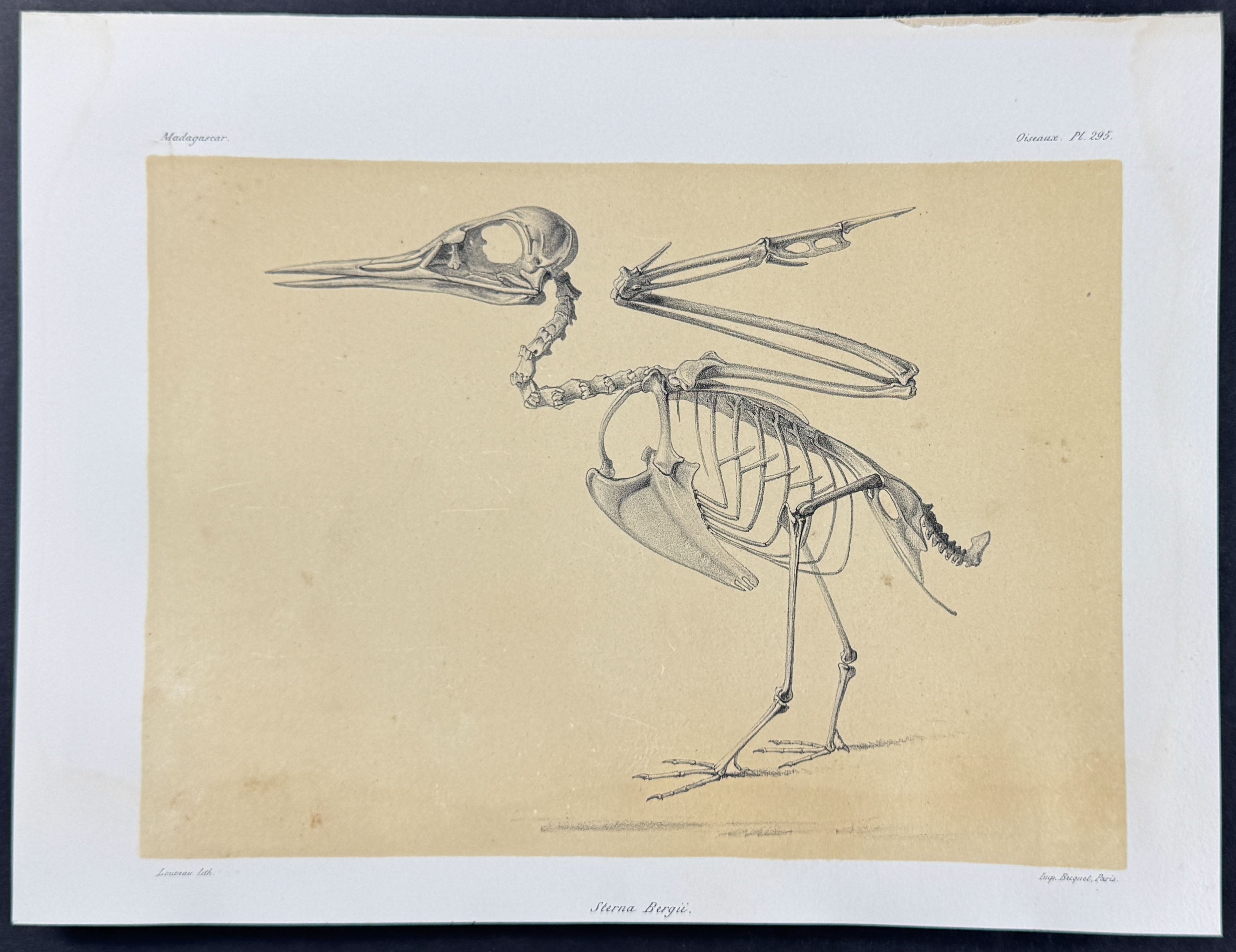 Greater Crested Tern (Sterna Bergie) - Skeleton Plate Only