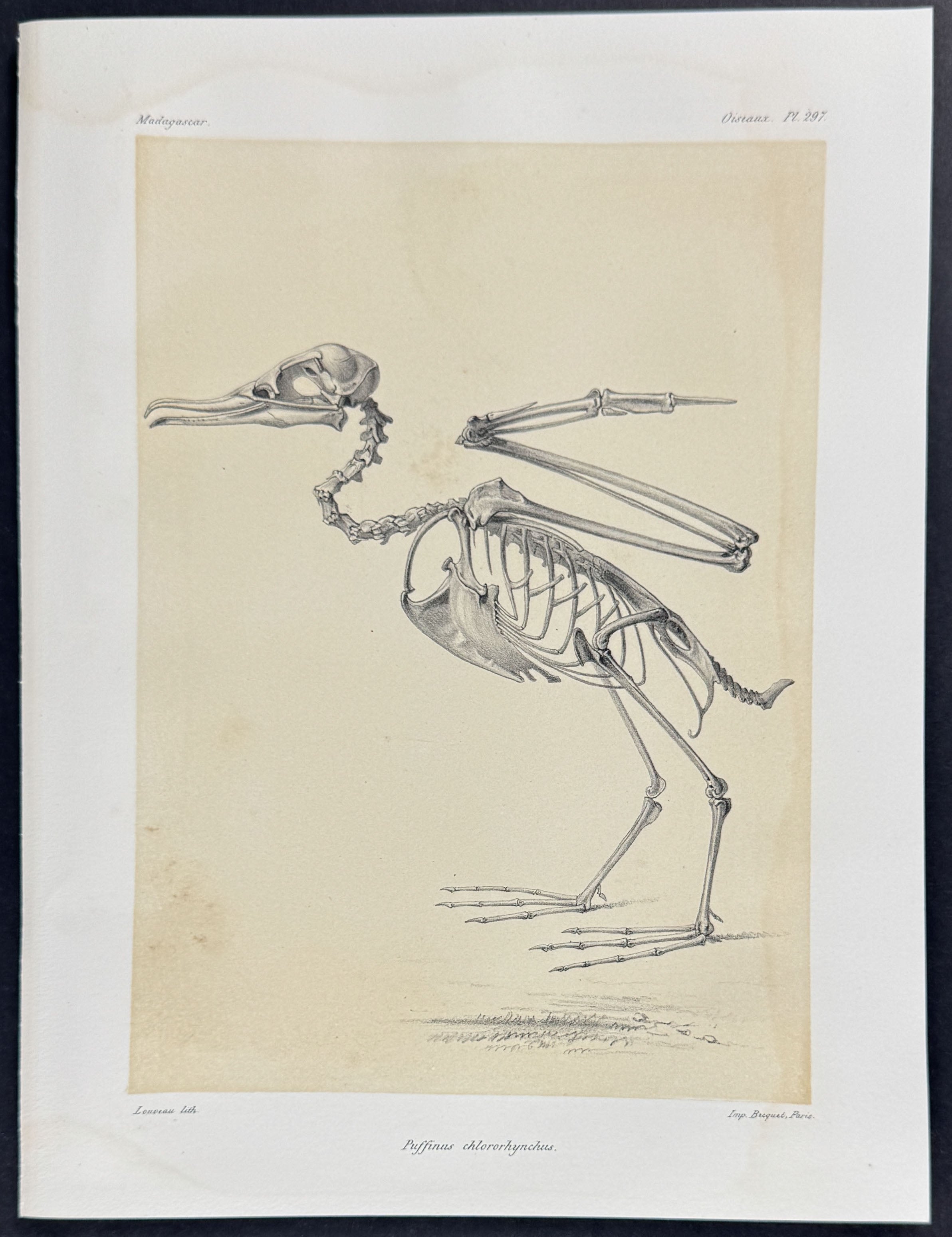 Wedge-tailed shearwater (Puffinus chlororhynchus) - Skeleton Plate Only