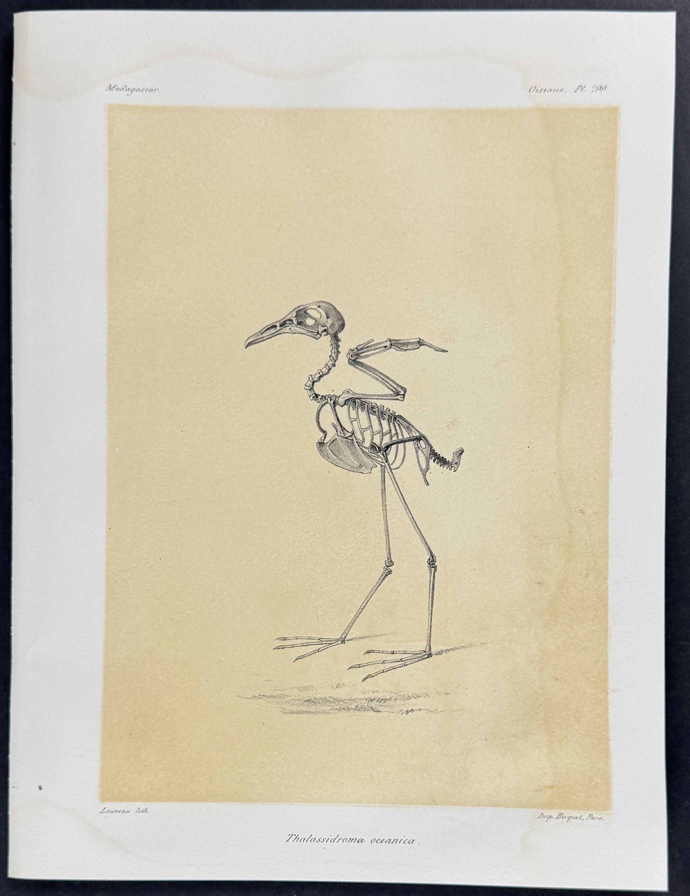 Swinhoe's storm petrel (Thalassidroma oceanica) - Skeleton Plate Only