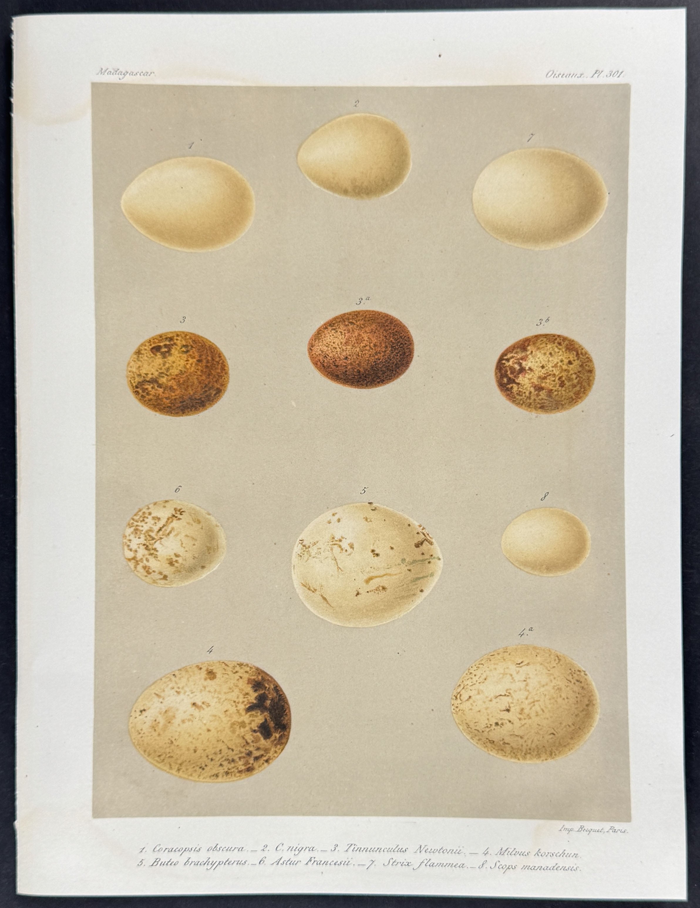 Bird Eggs
