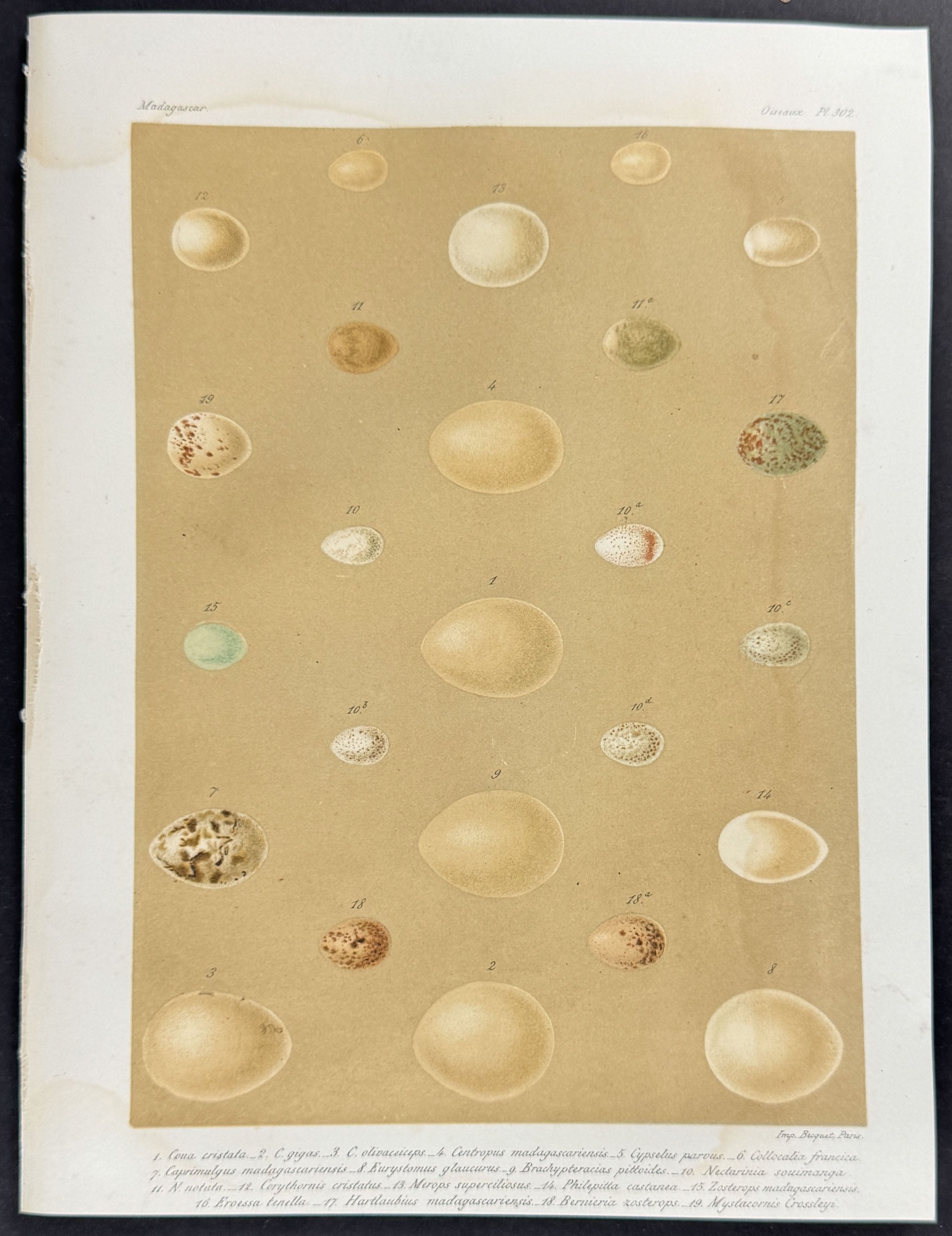 Bird Eggs