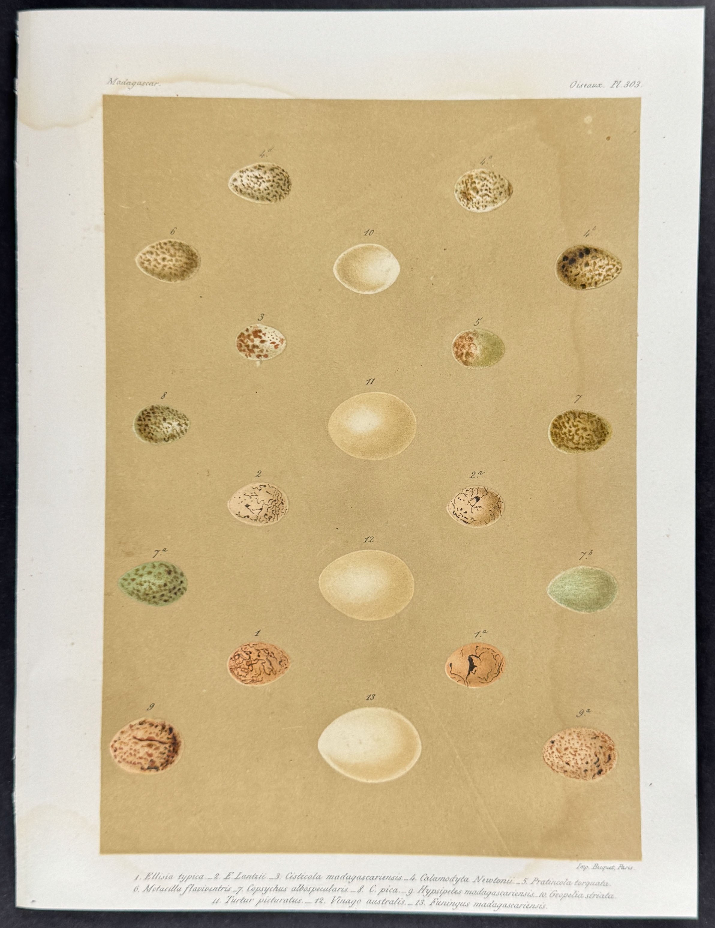 Bird Eggs
