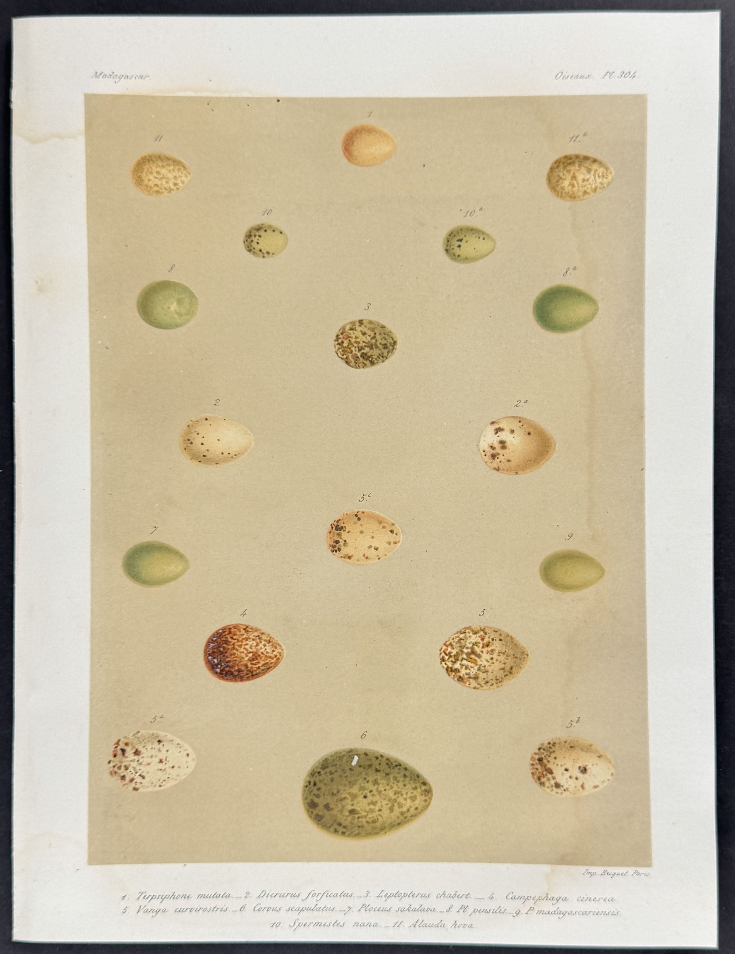 Bird Eggs