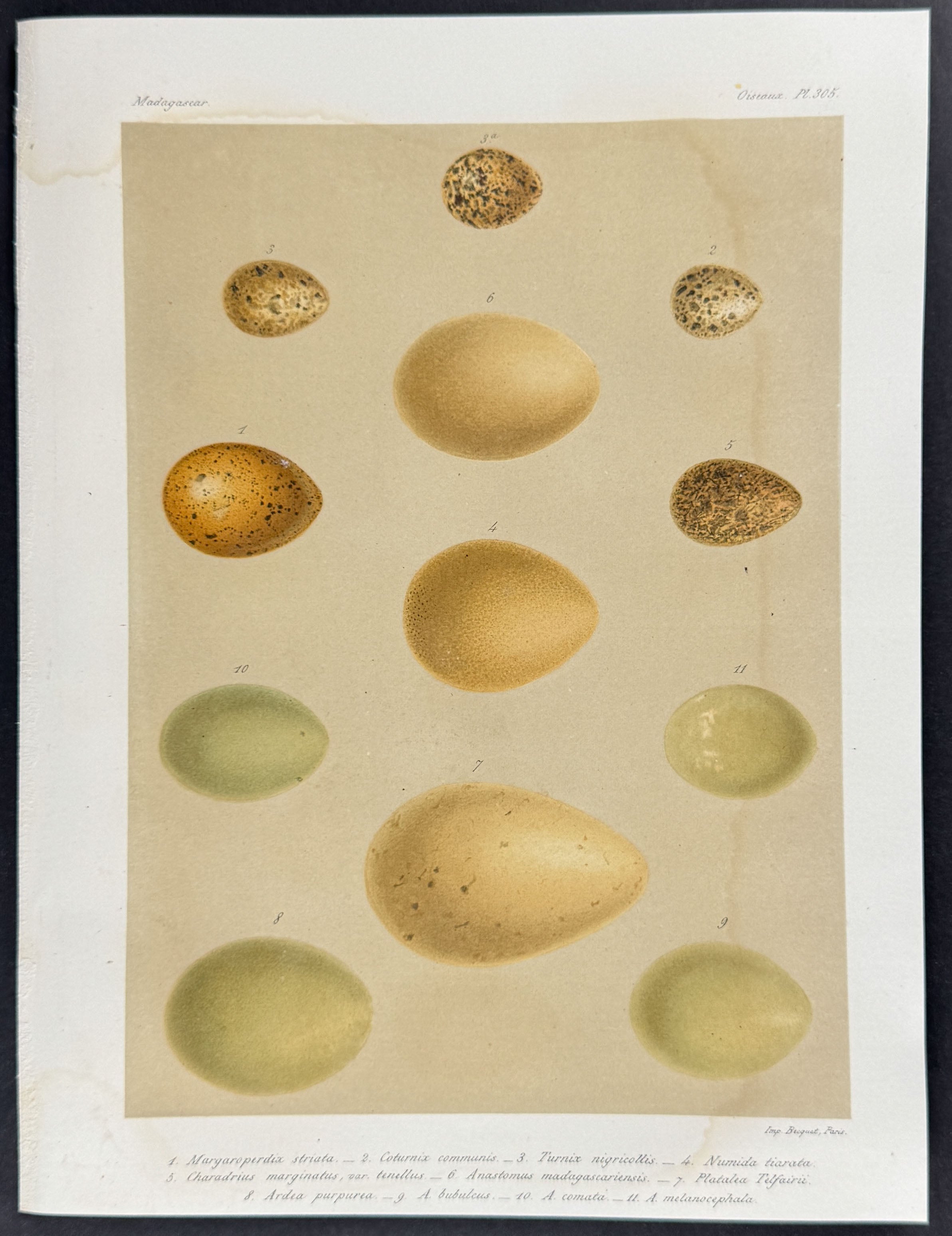 Bird Eggs