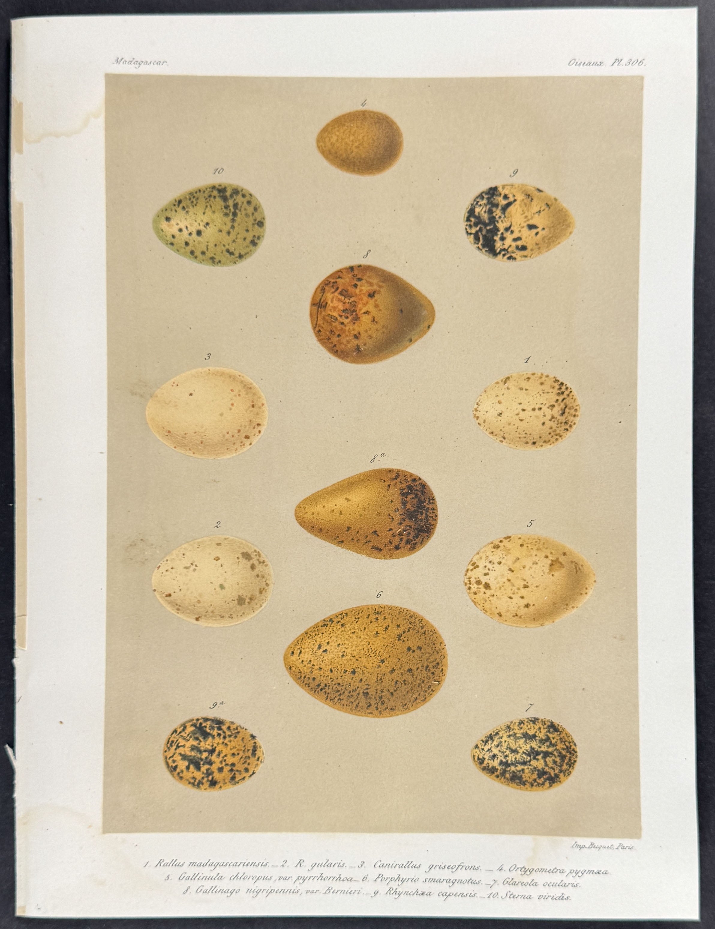 Bird Eggs