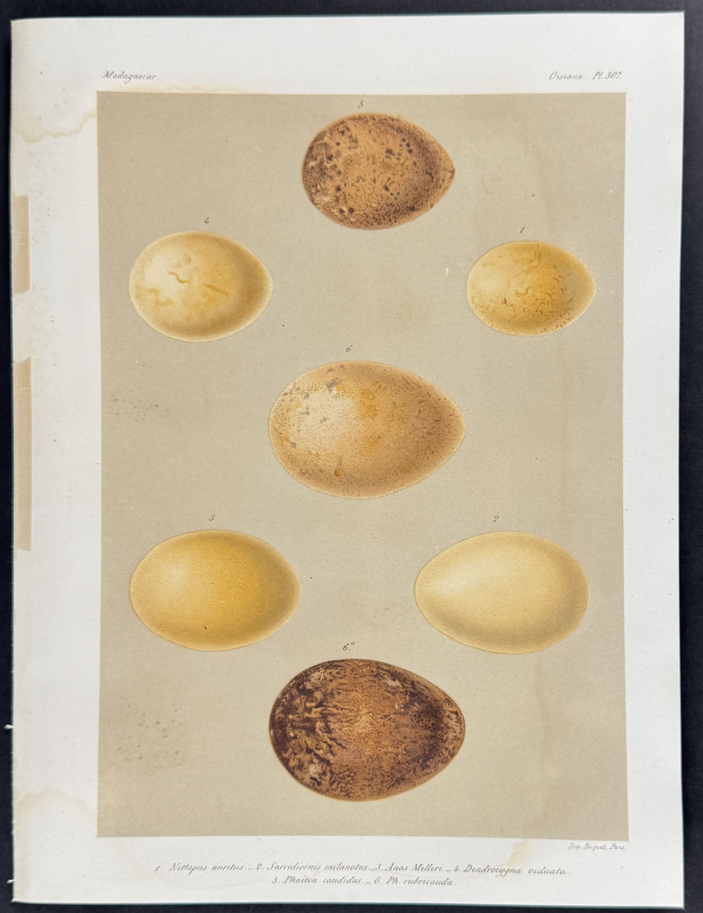 Bird Eggs