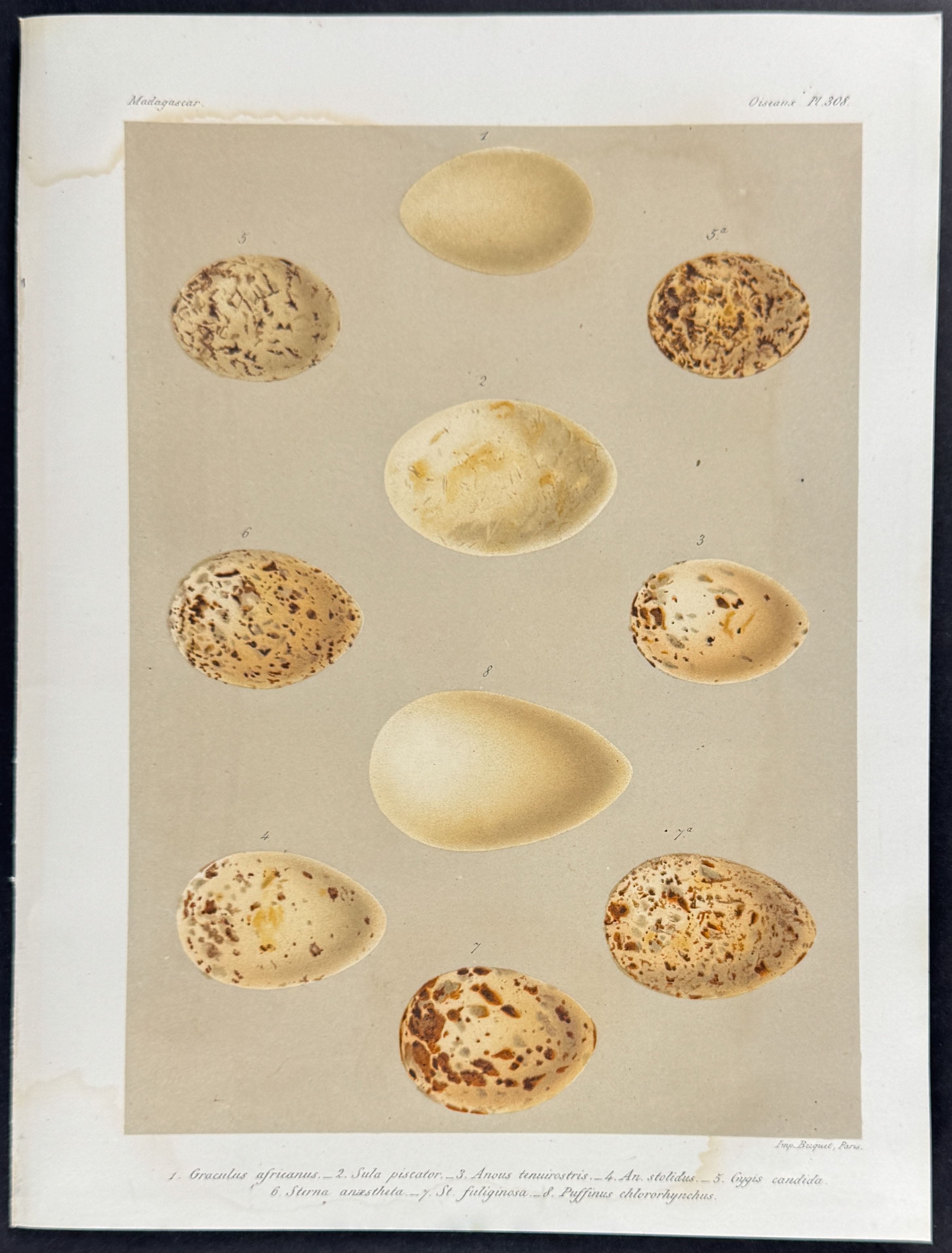Bird Eggs