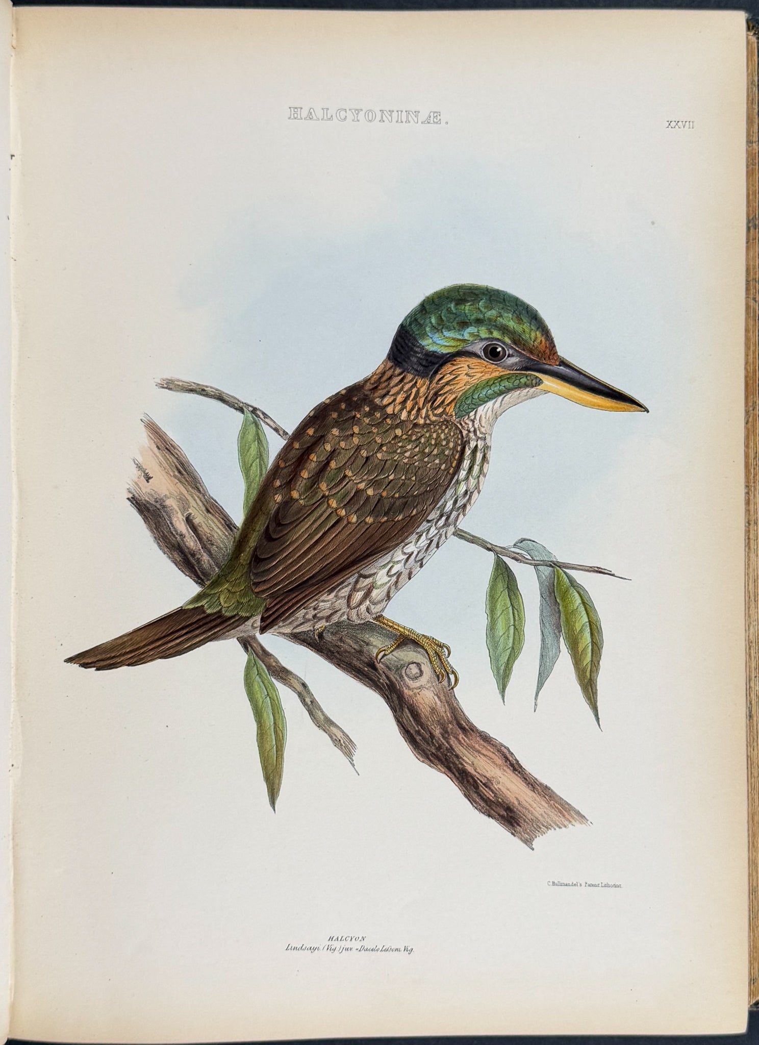 The Genera of Birds