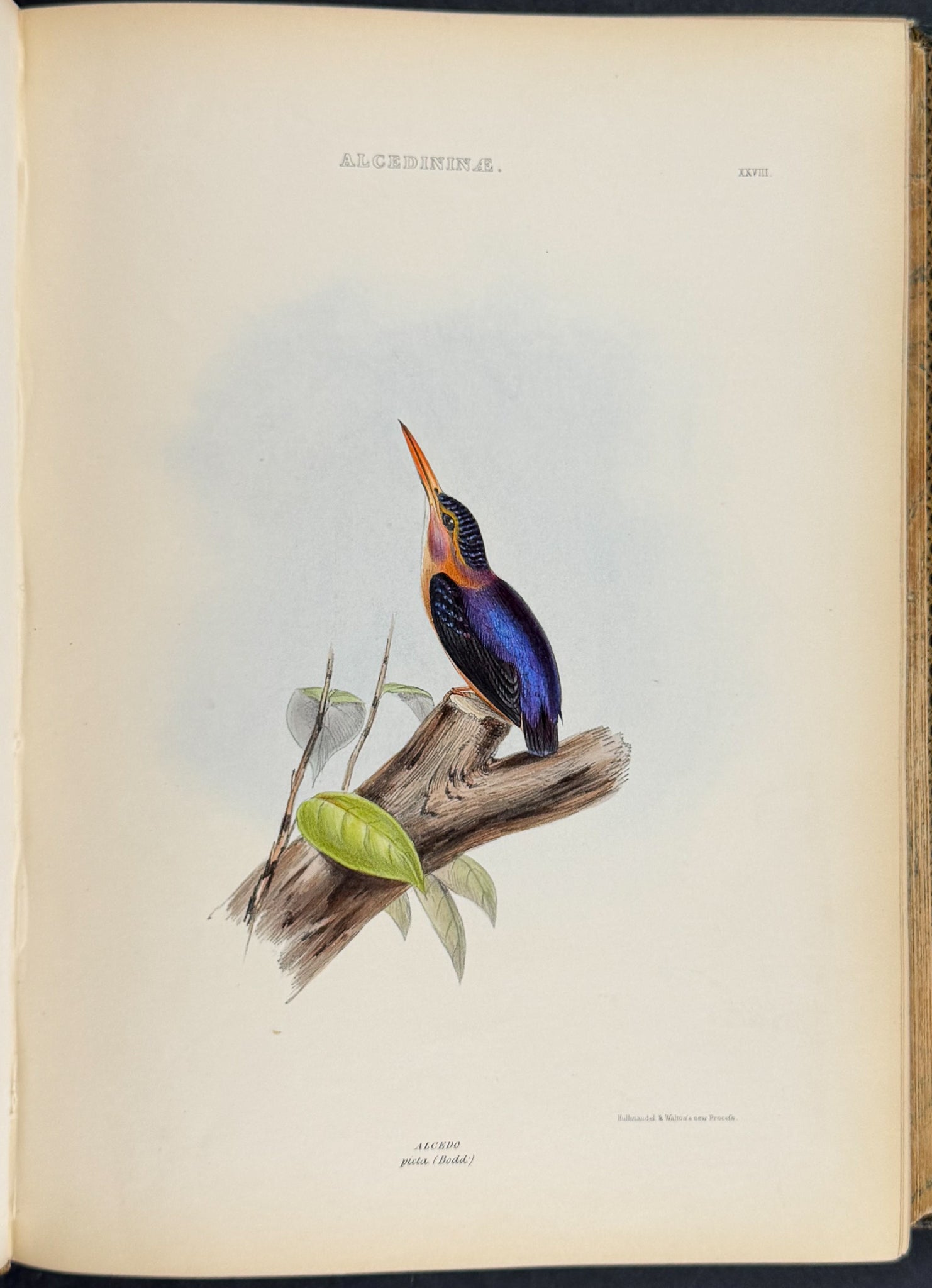 The Genera of Birds