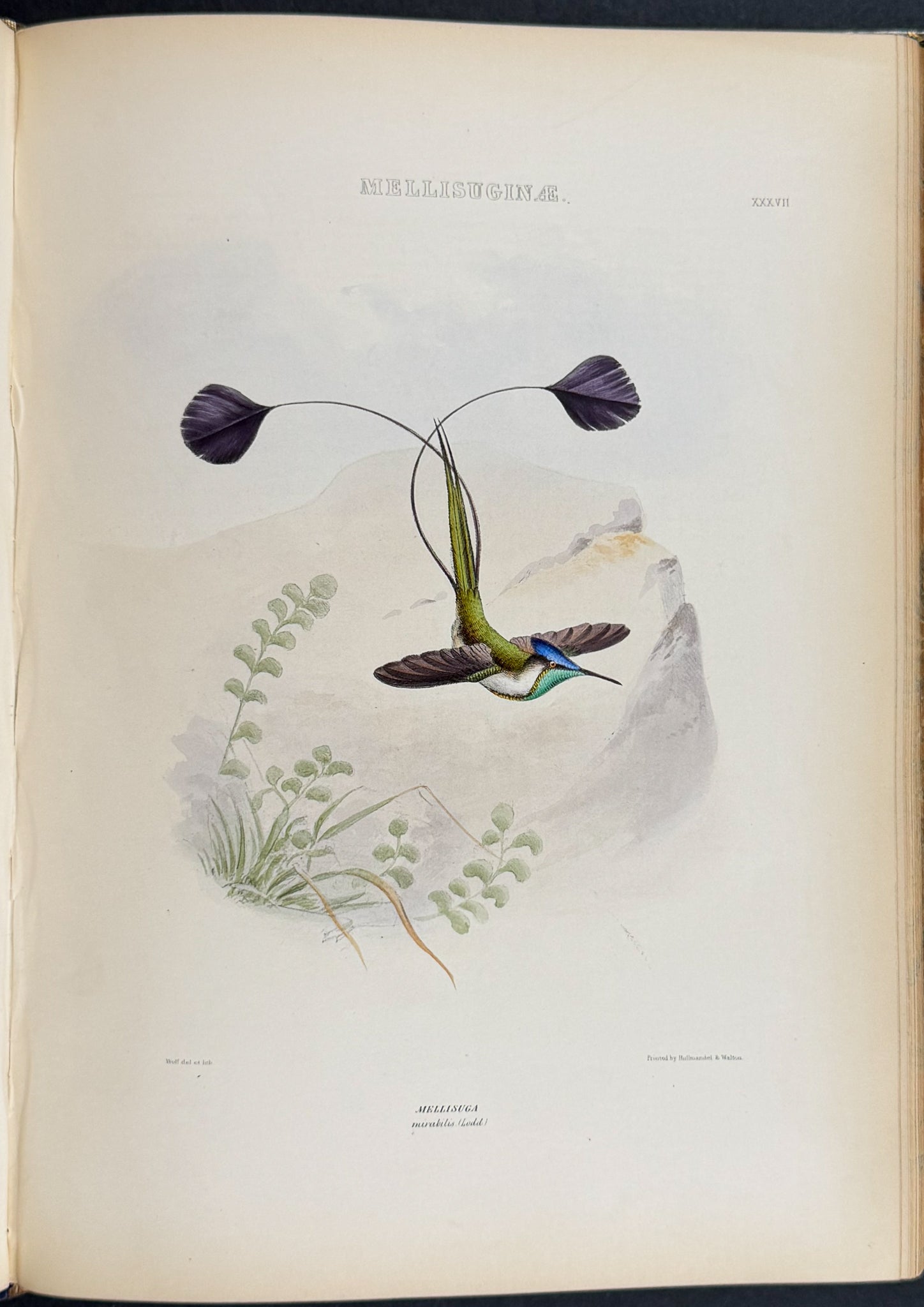 The Genera of Birds