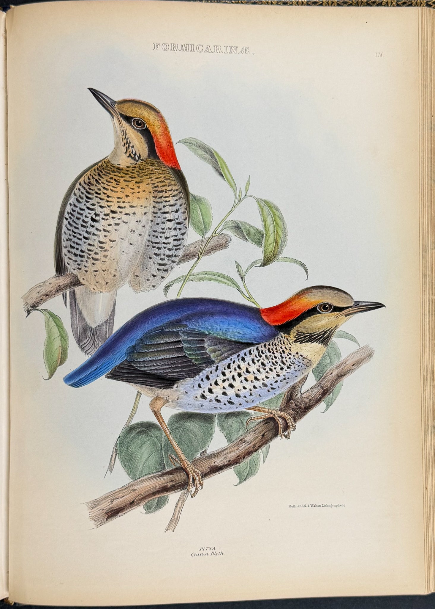 The Genera of Birds