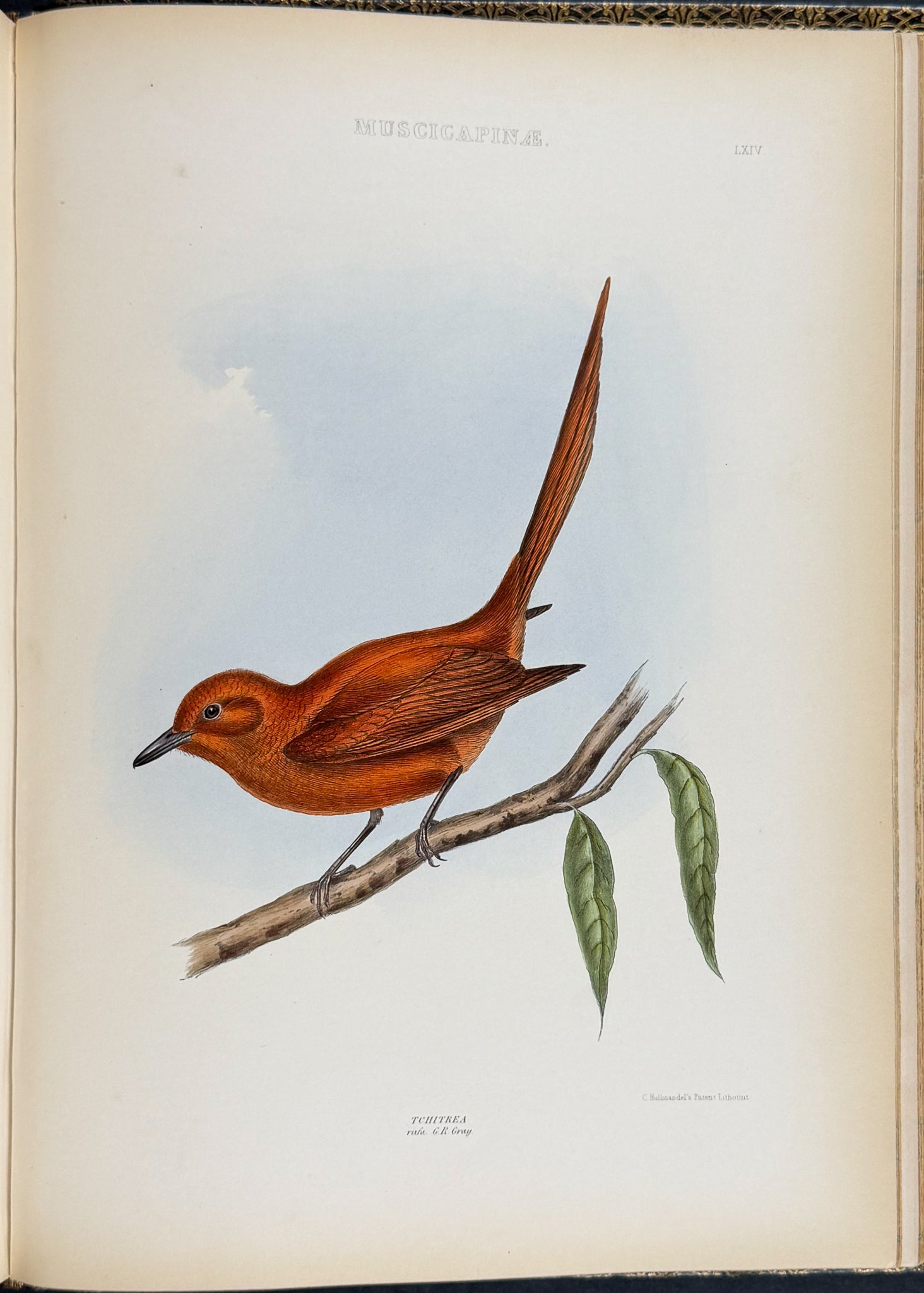 The Genera of Birds