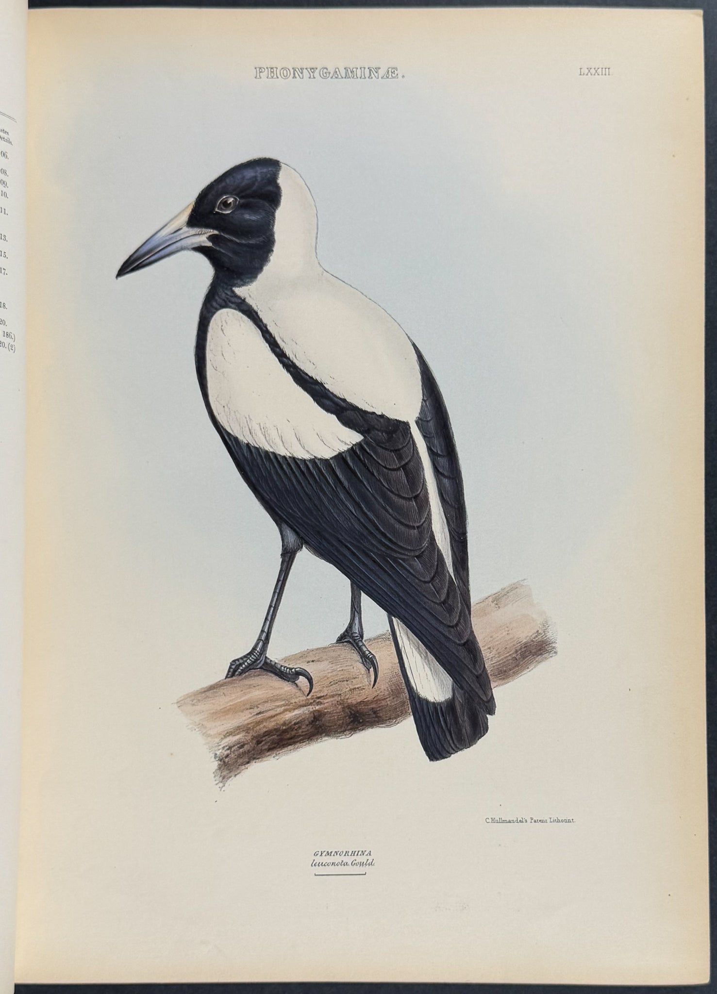The Genera of Birds