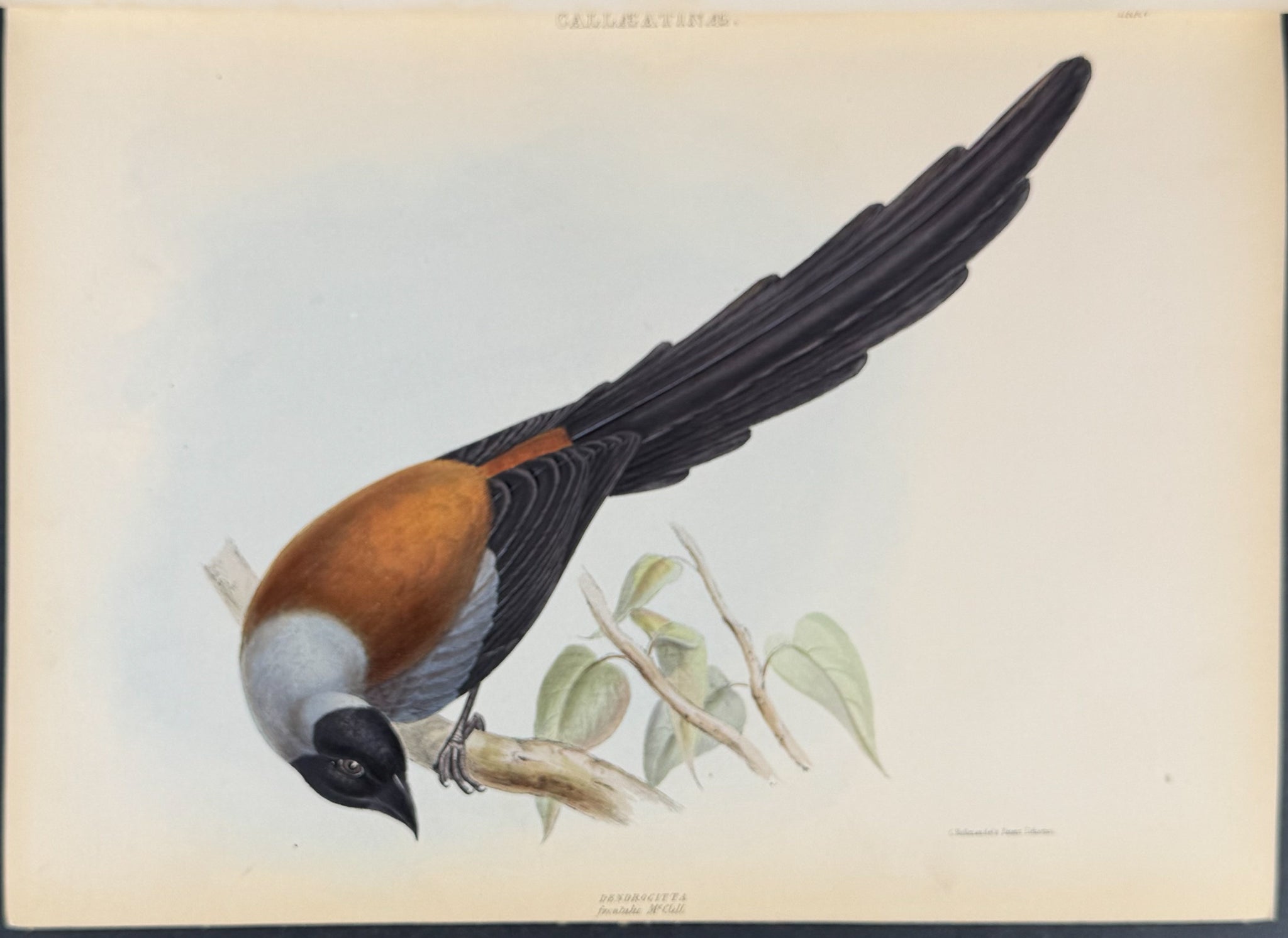 The Genera of Birds