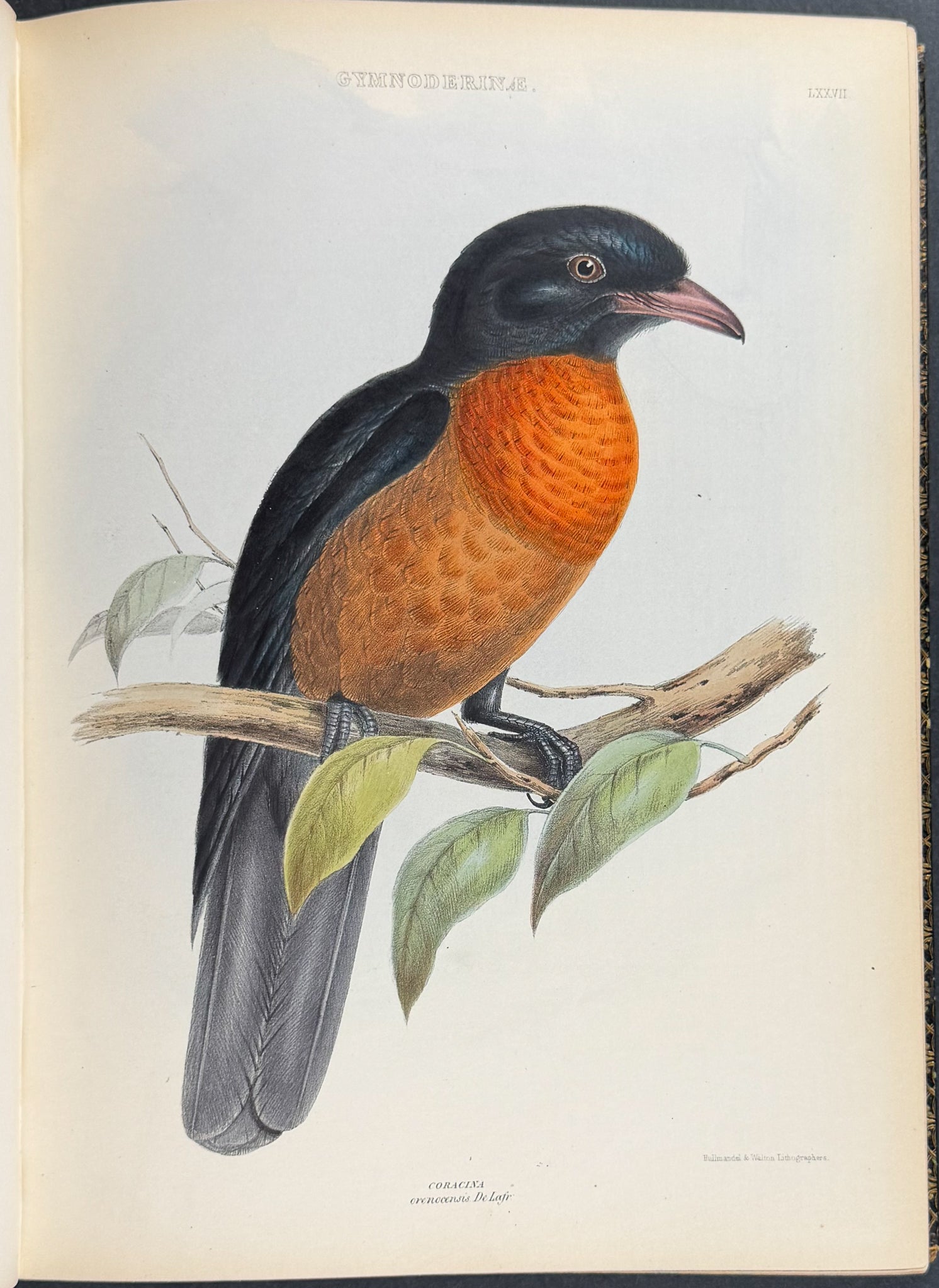 The Genera of Birds