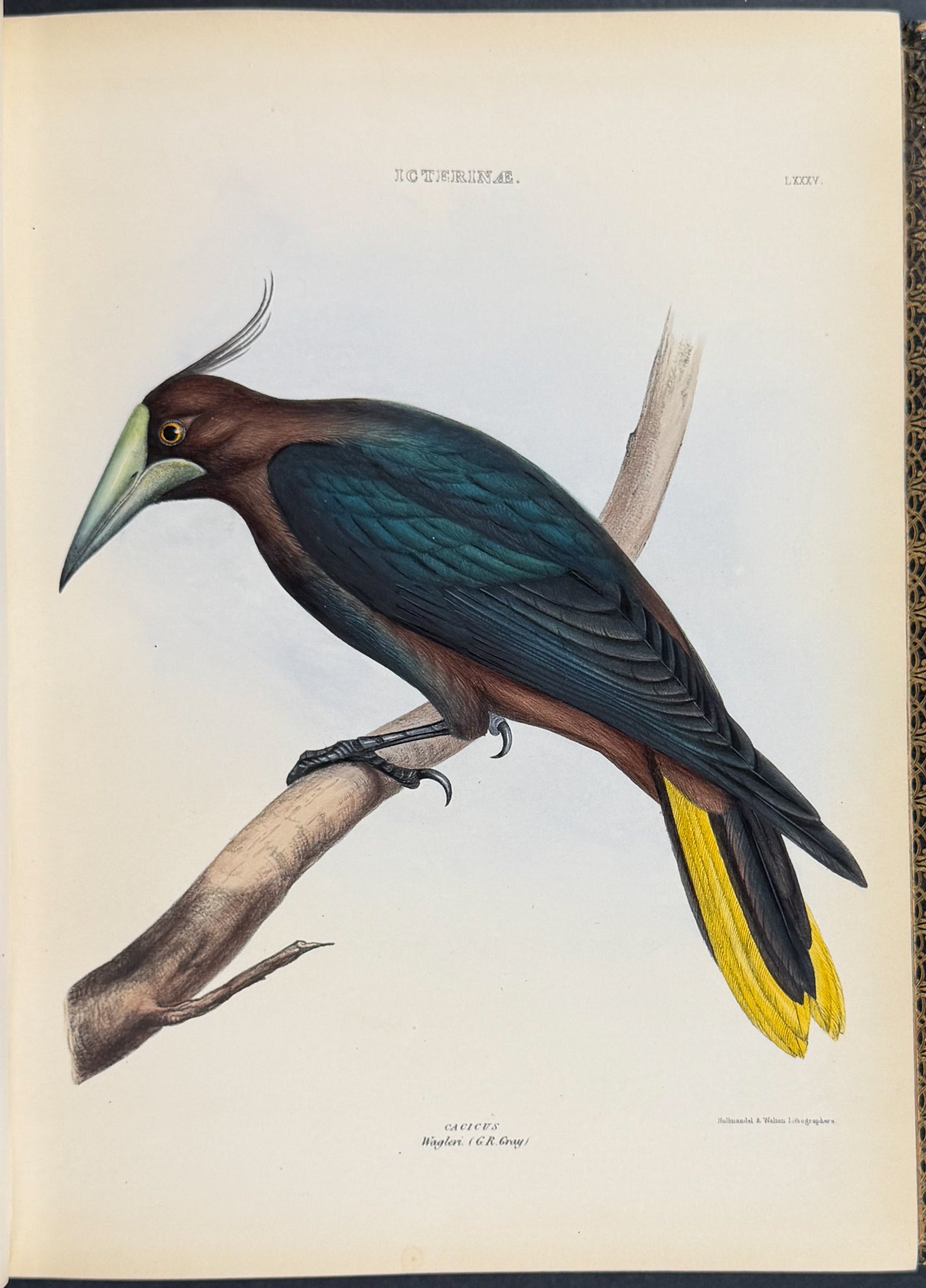 The Genera of Birds