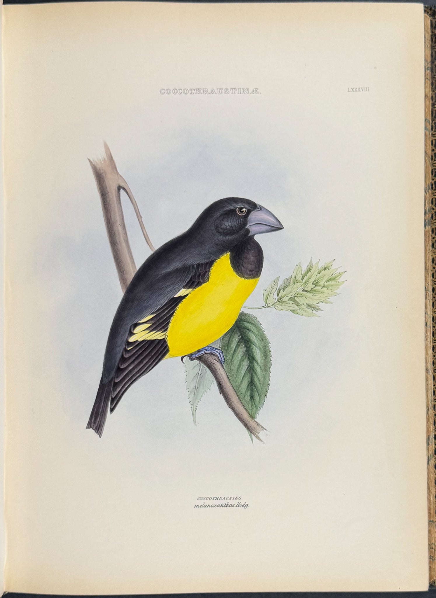 The Genera of Birds