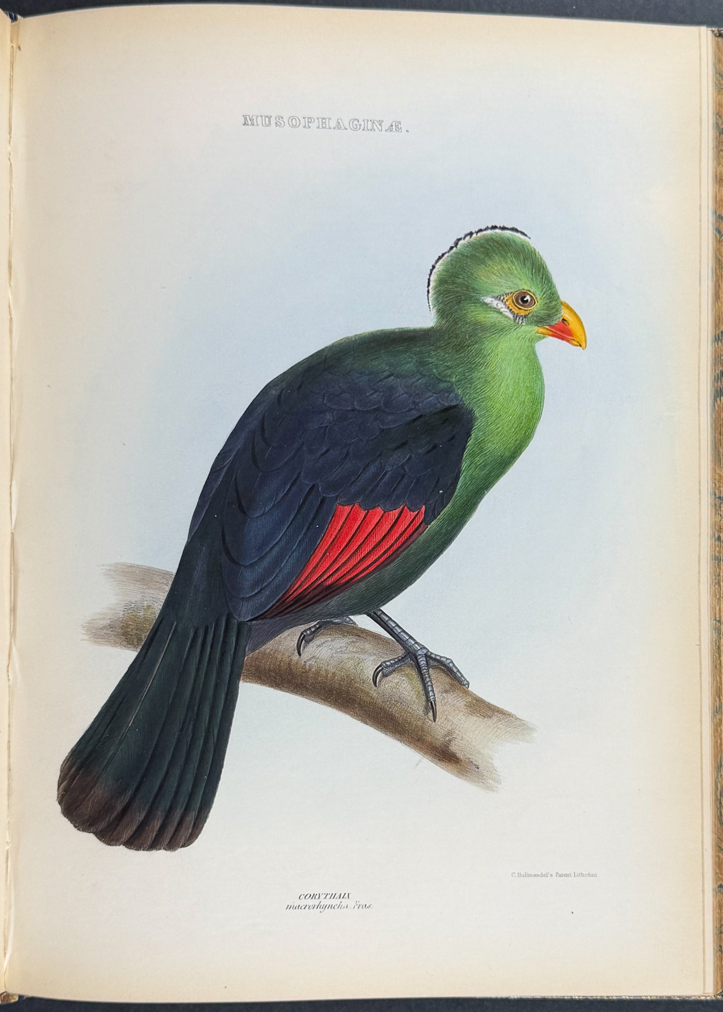 The Genera of Birds