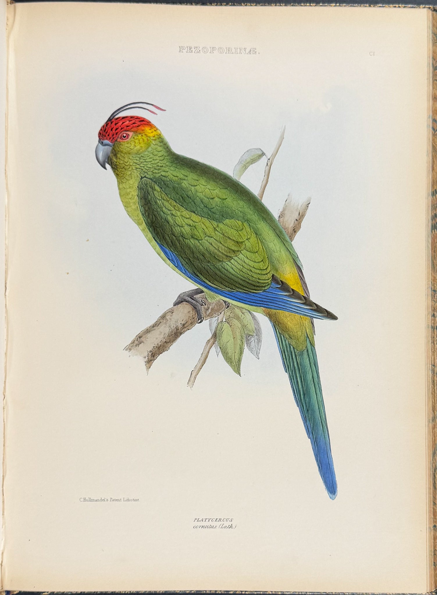 The Genera of Birds