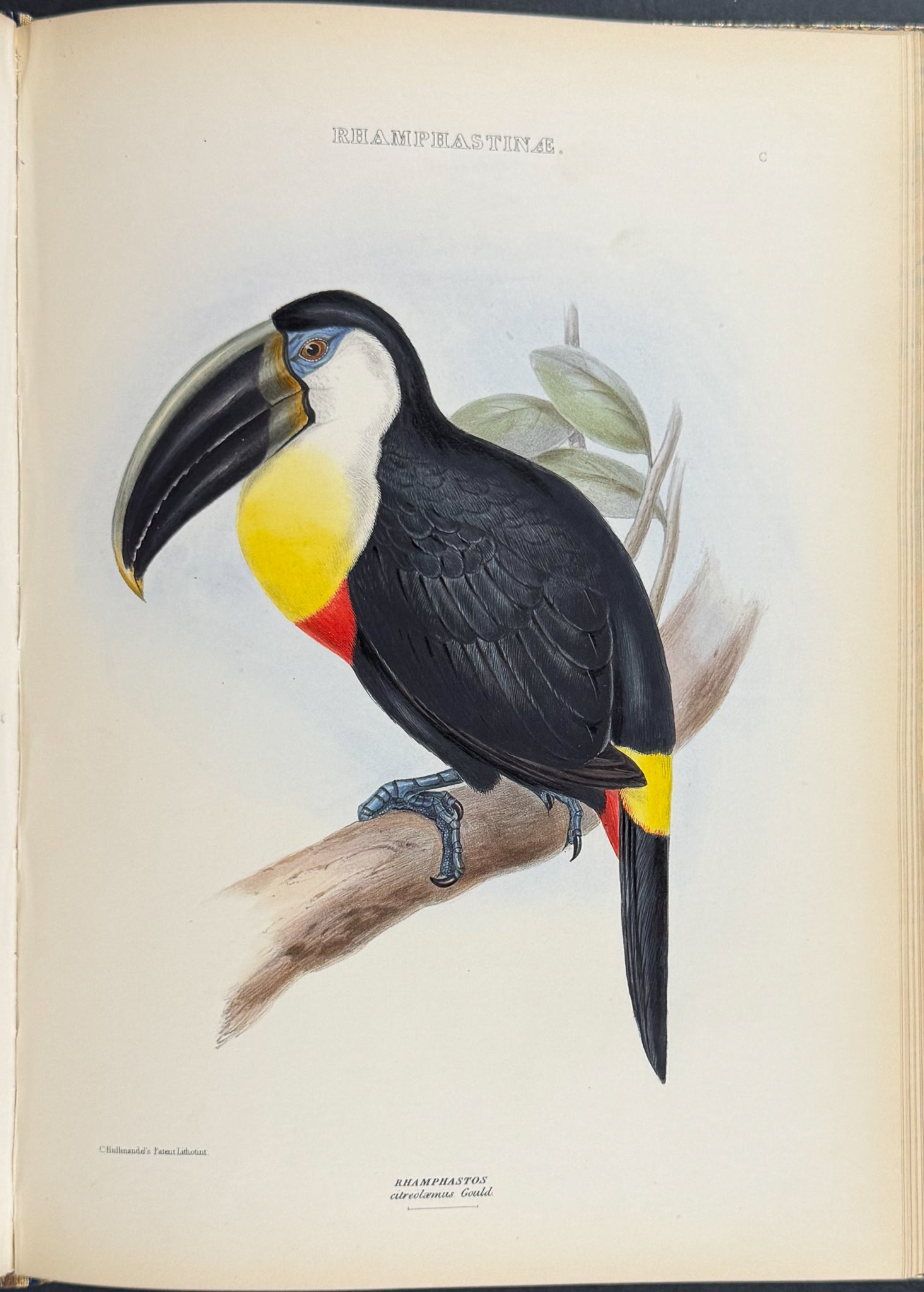 The Genera of Birds