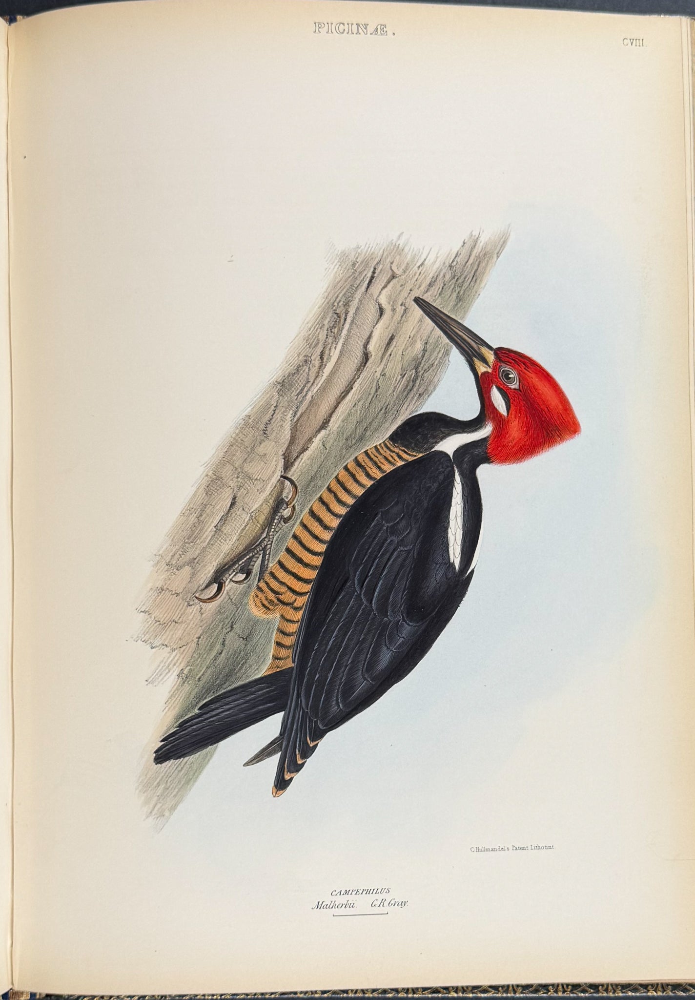 The Genera of Birds