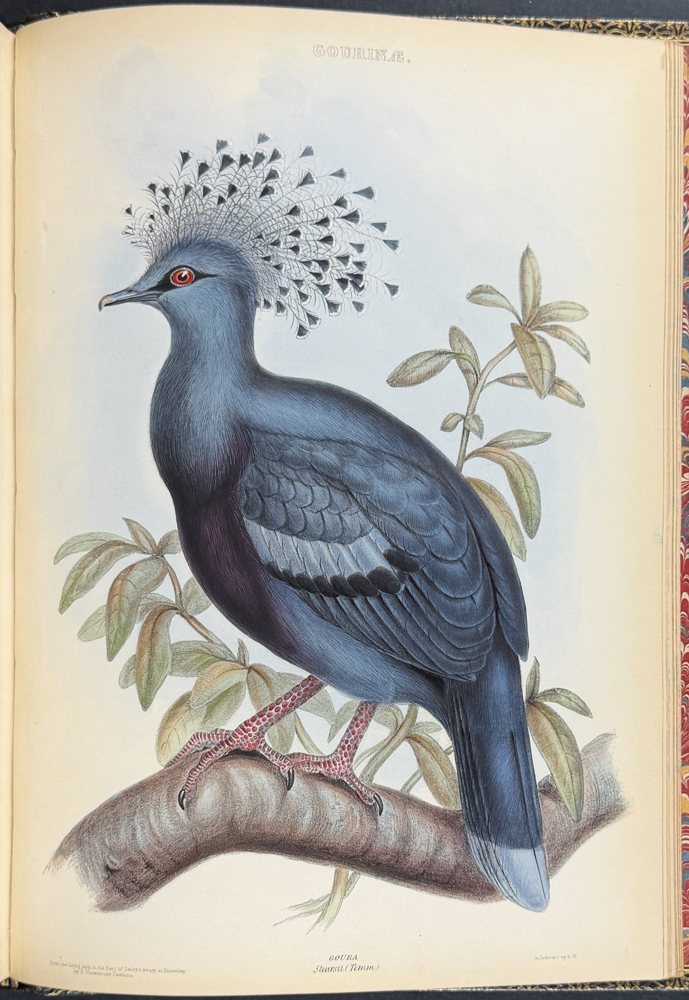 The Genera of Birds