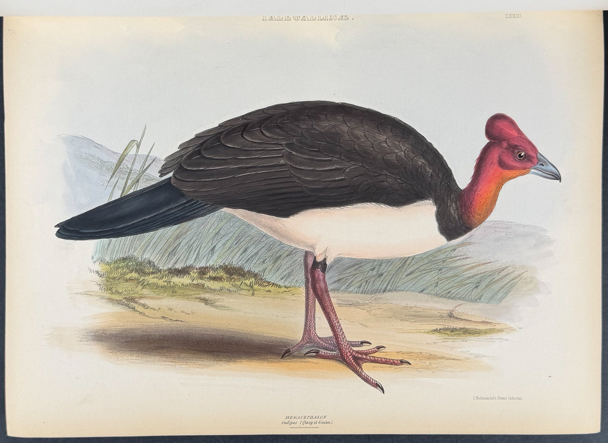 The Genera of Birds