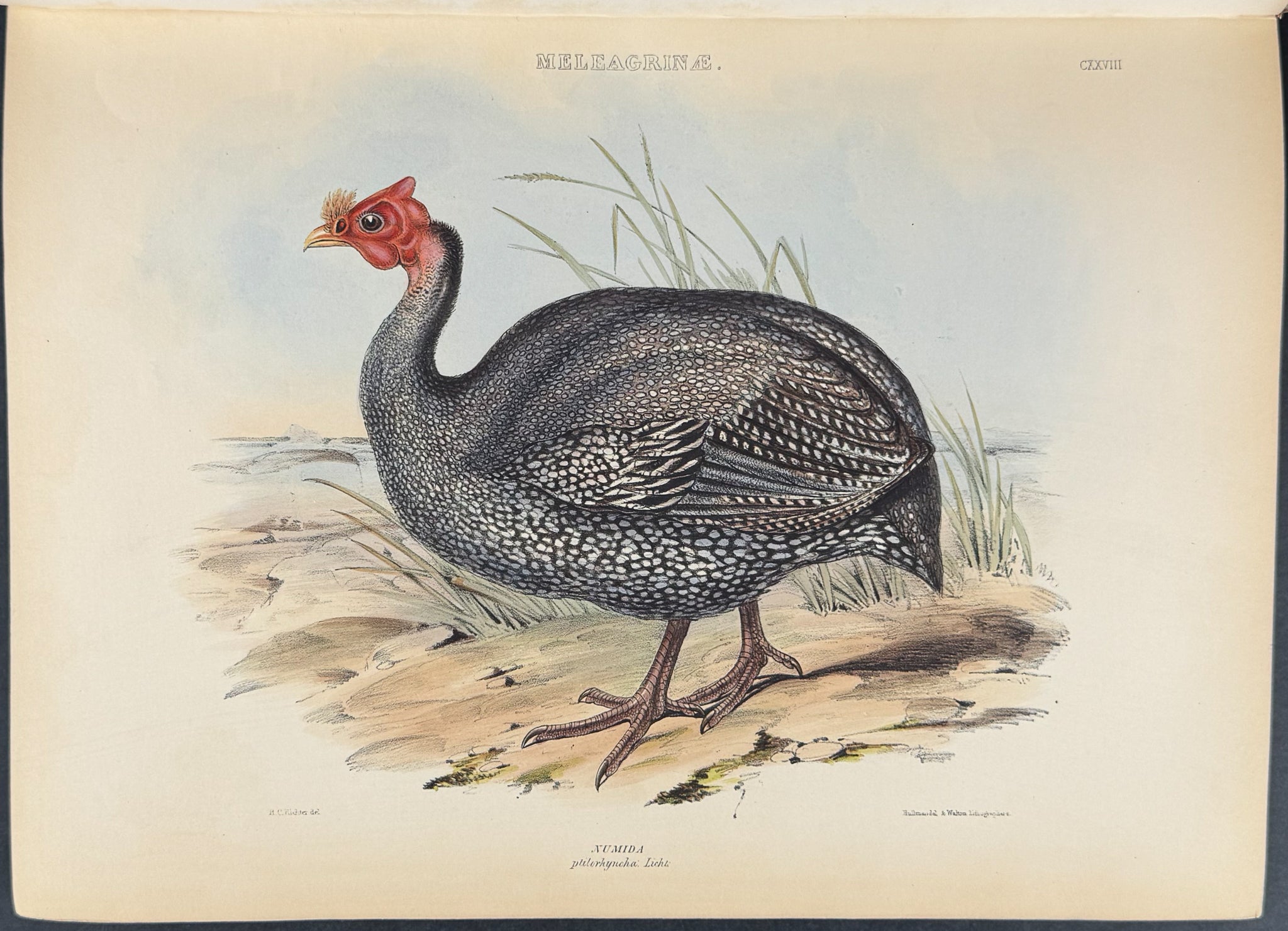 The Genera of Birds