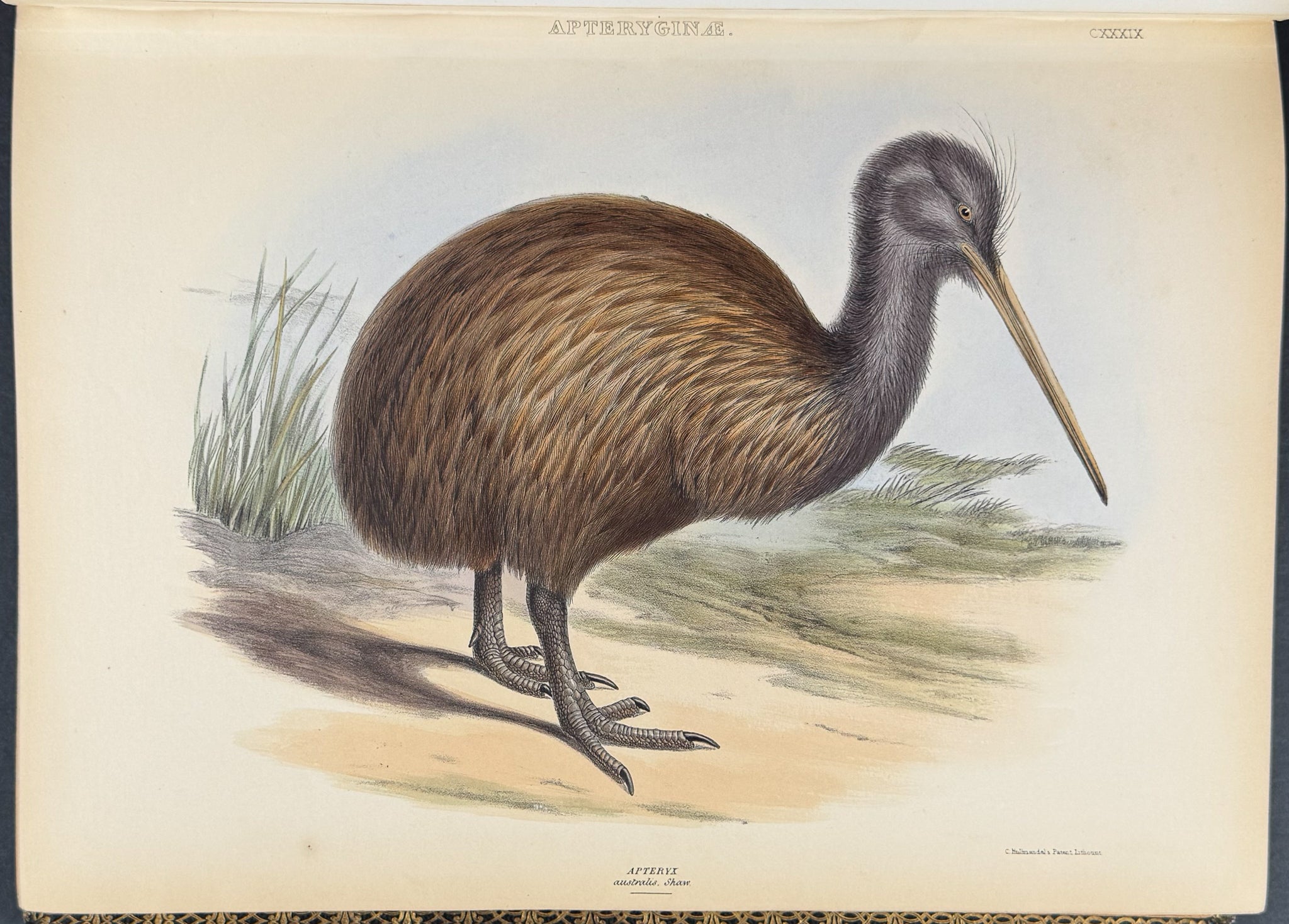 The Genera of Birds